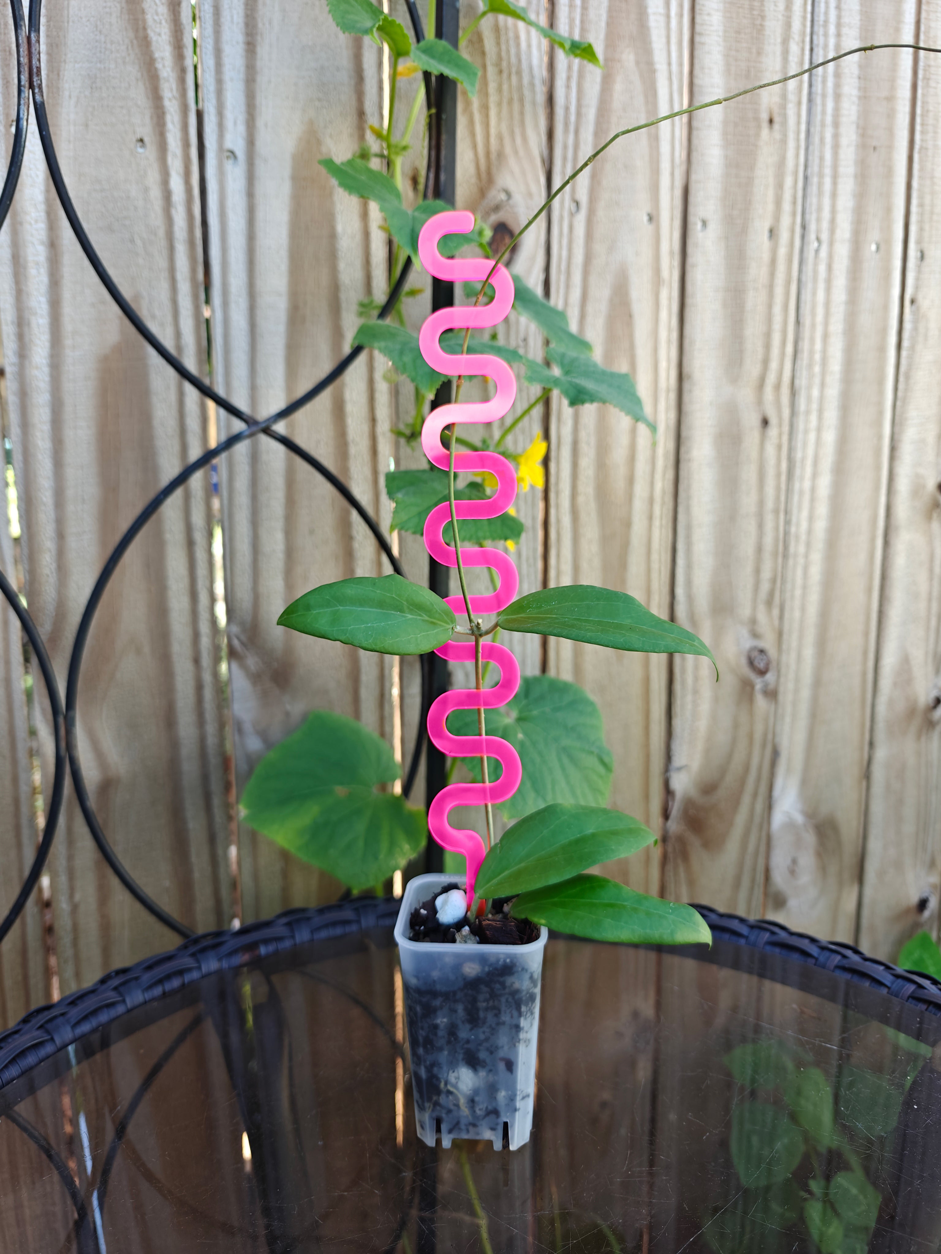 ideas of hanging plants Wavy Acrylic Plant Trellis – Plants Pots Nice
