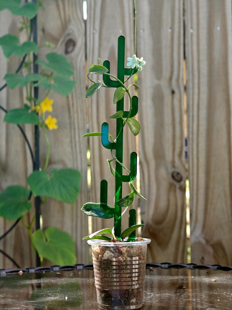 Potted plant with green cactus acrylic trellis