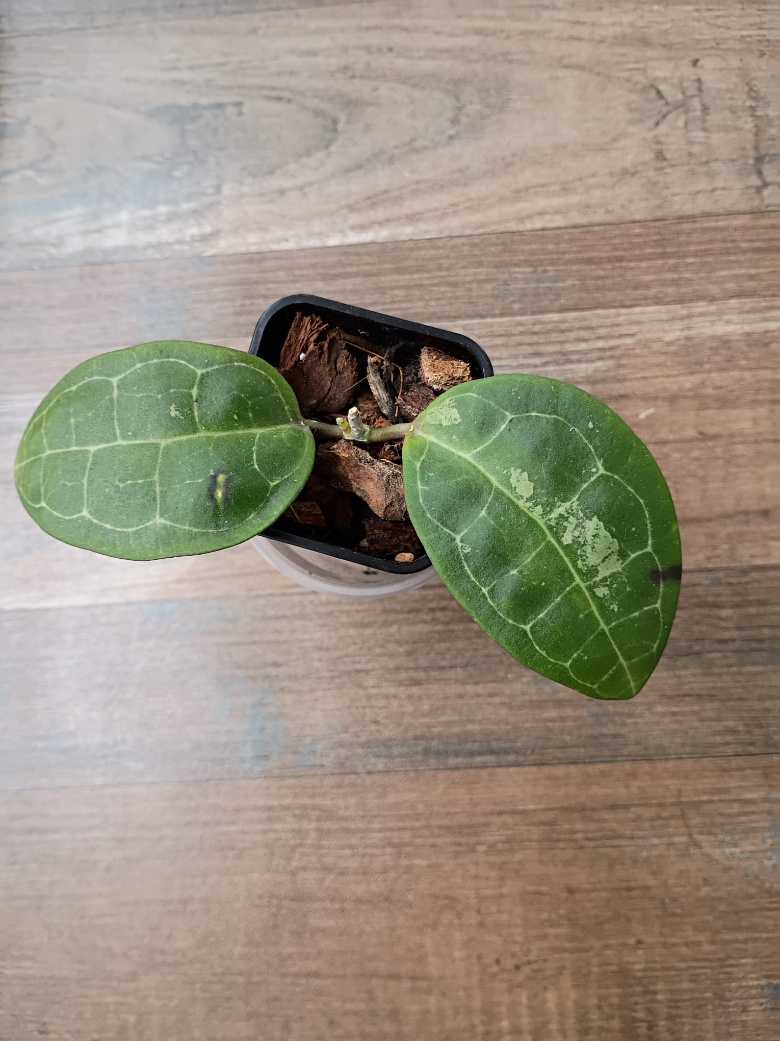Hoya elliptica (round leaves)