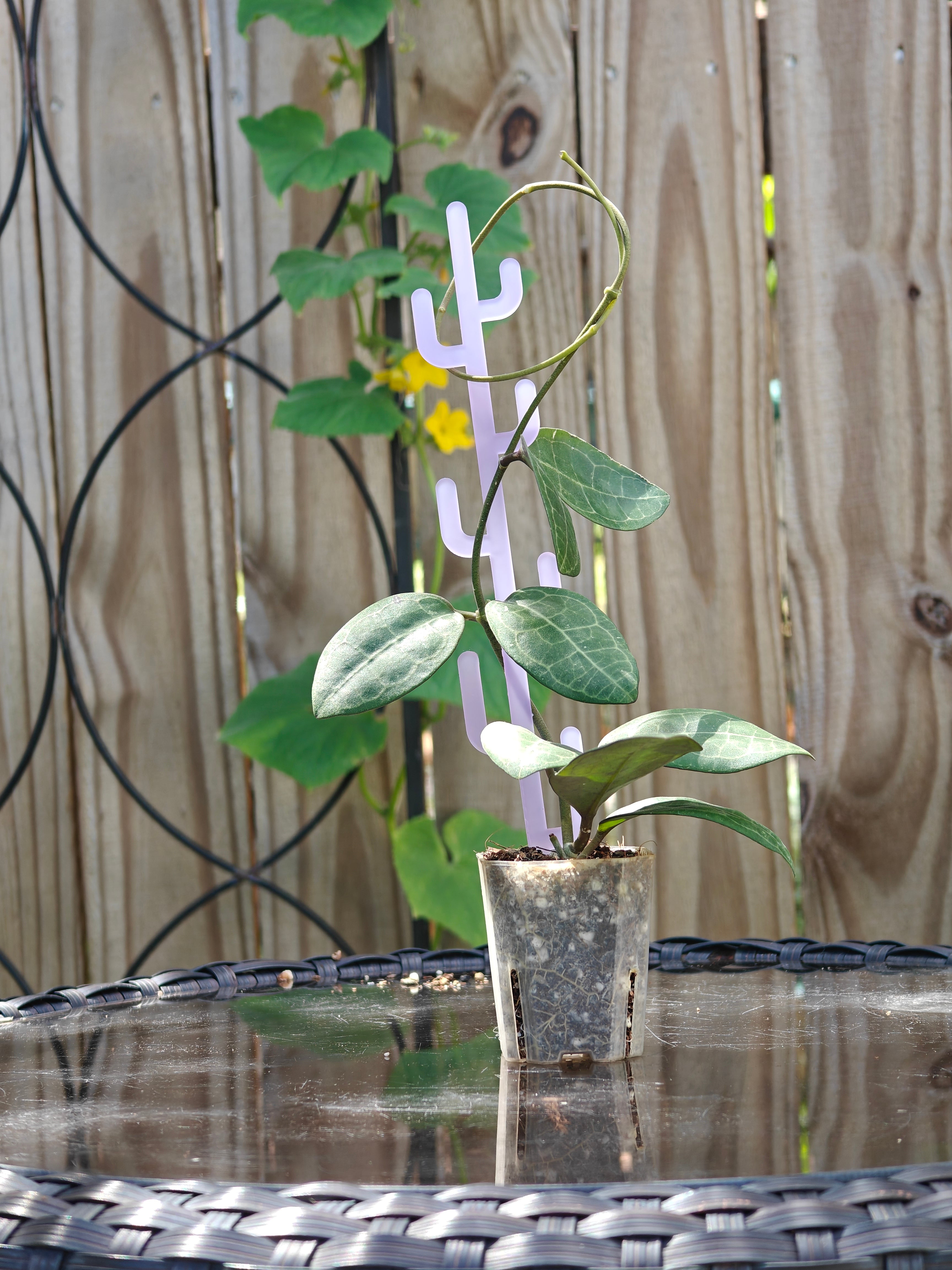 Cactus Acrylic Plant Trellis