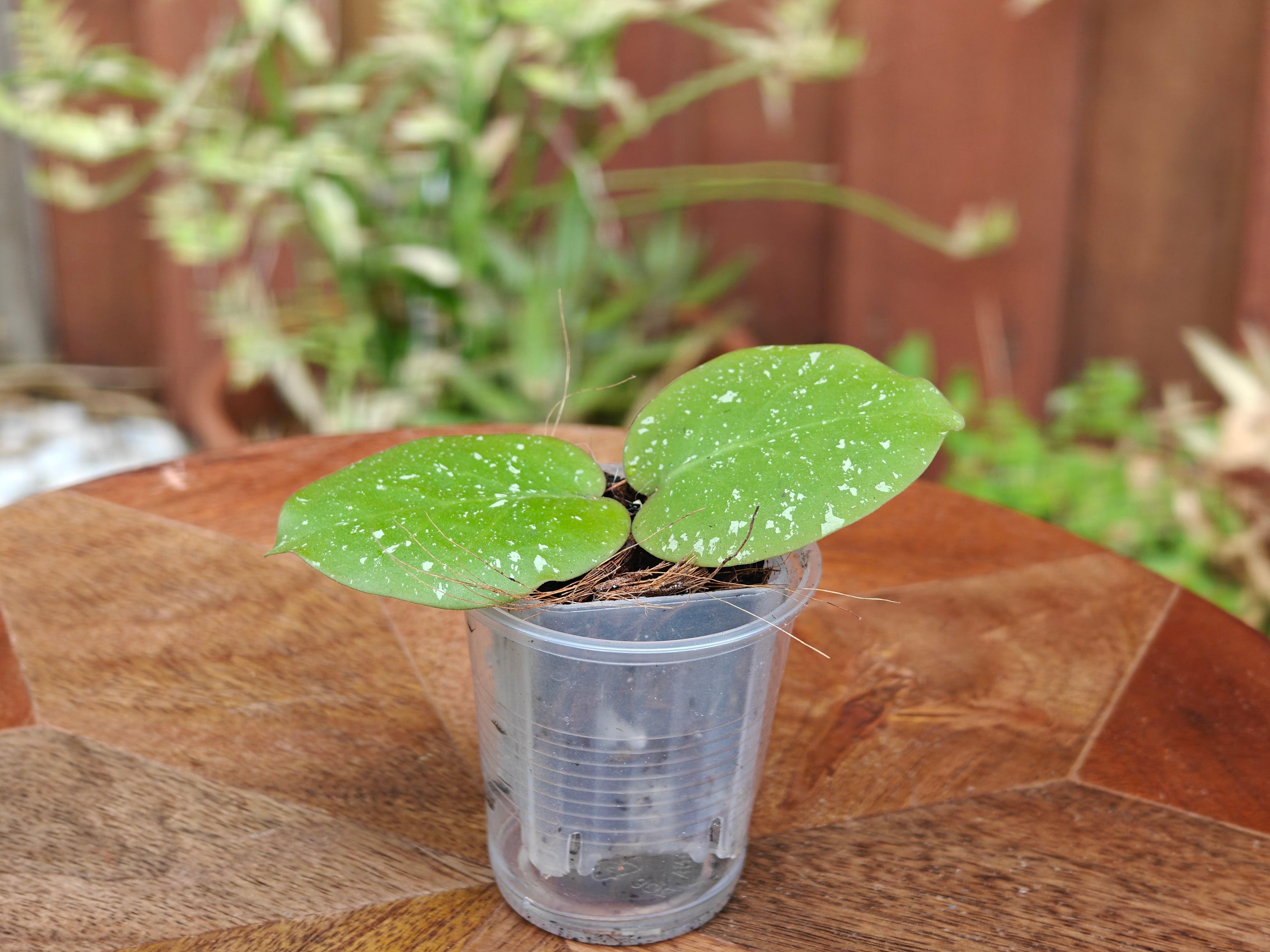 Hoya WRX 103-101 – Plants Pots Nice