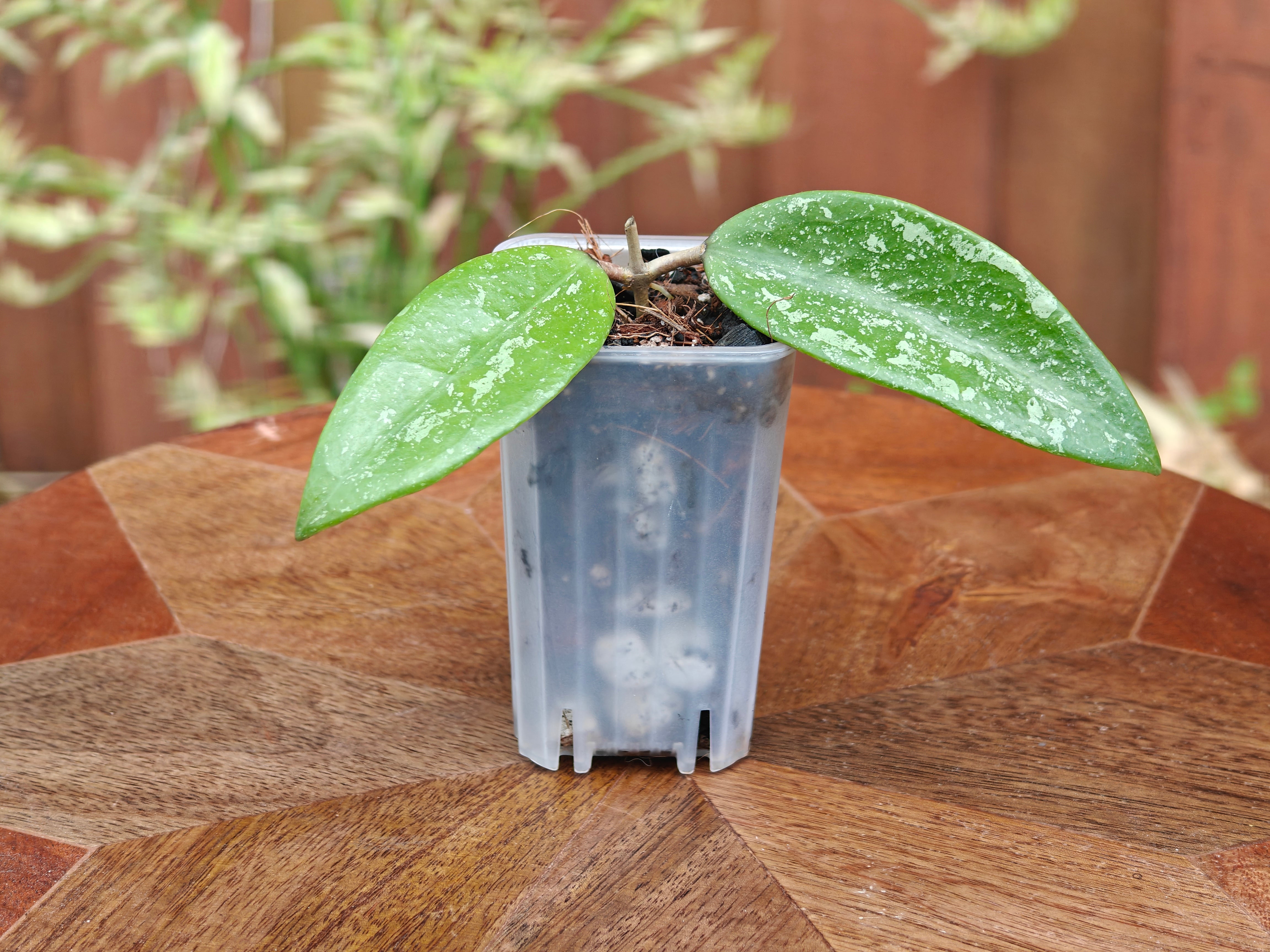 Hoya sp Sumatra – Plants Pots Nice