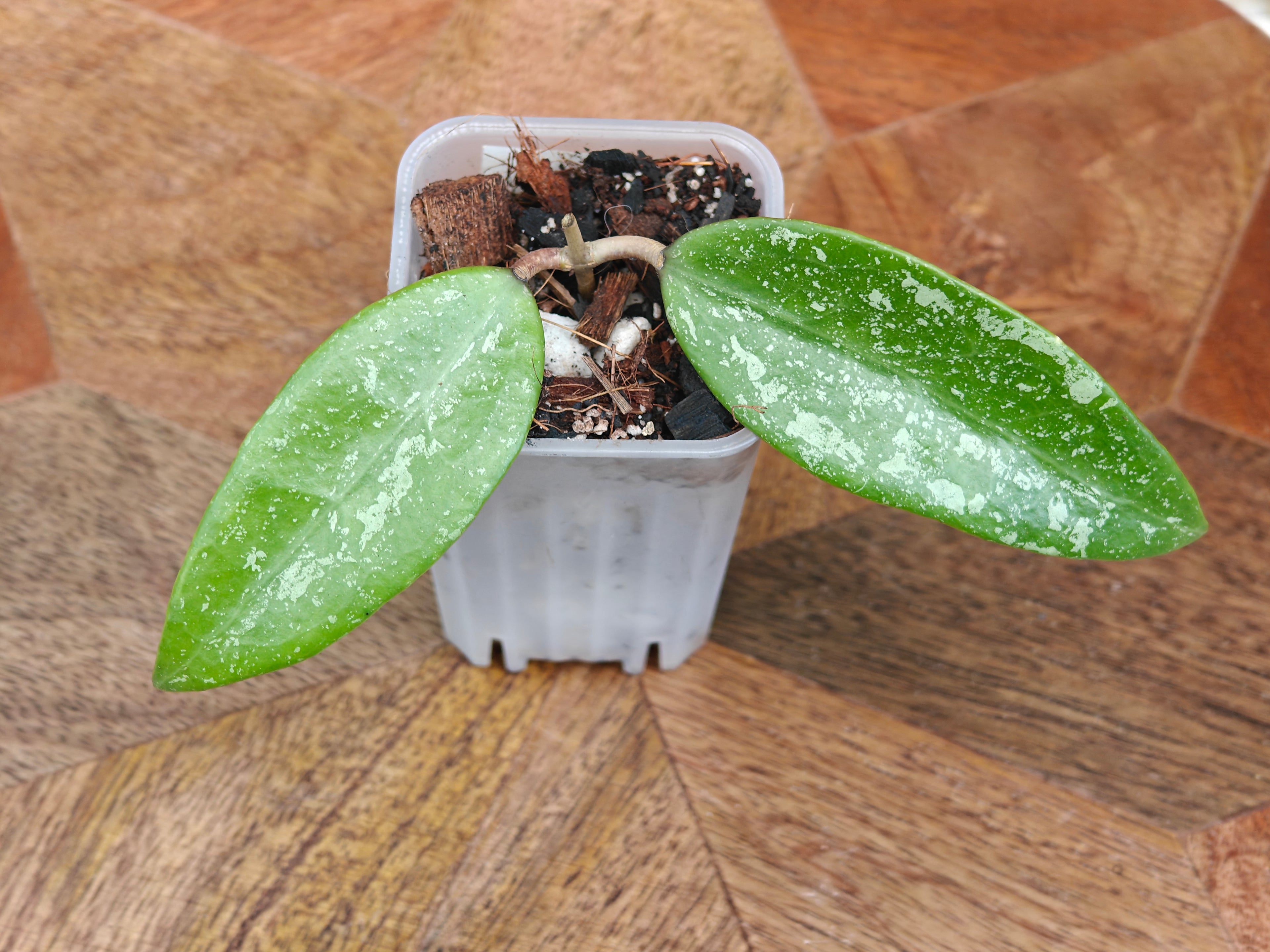 Hoya sp Sumatra