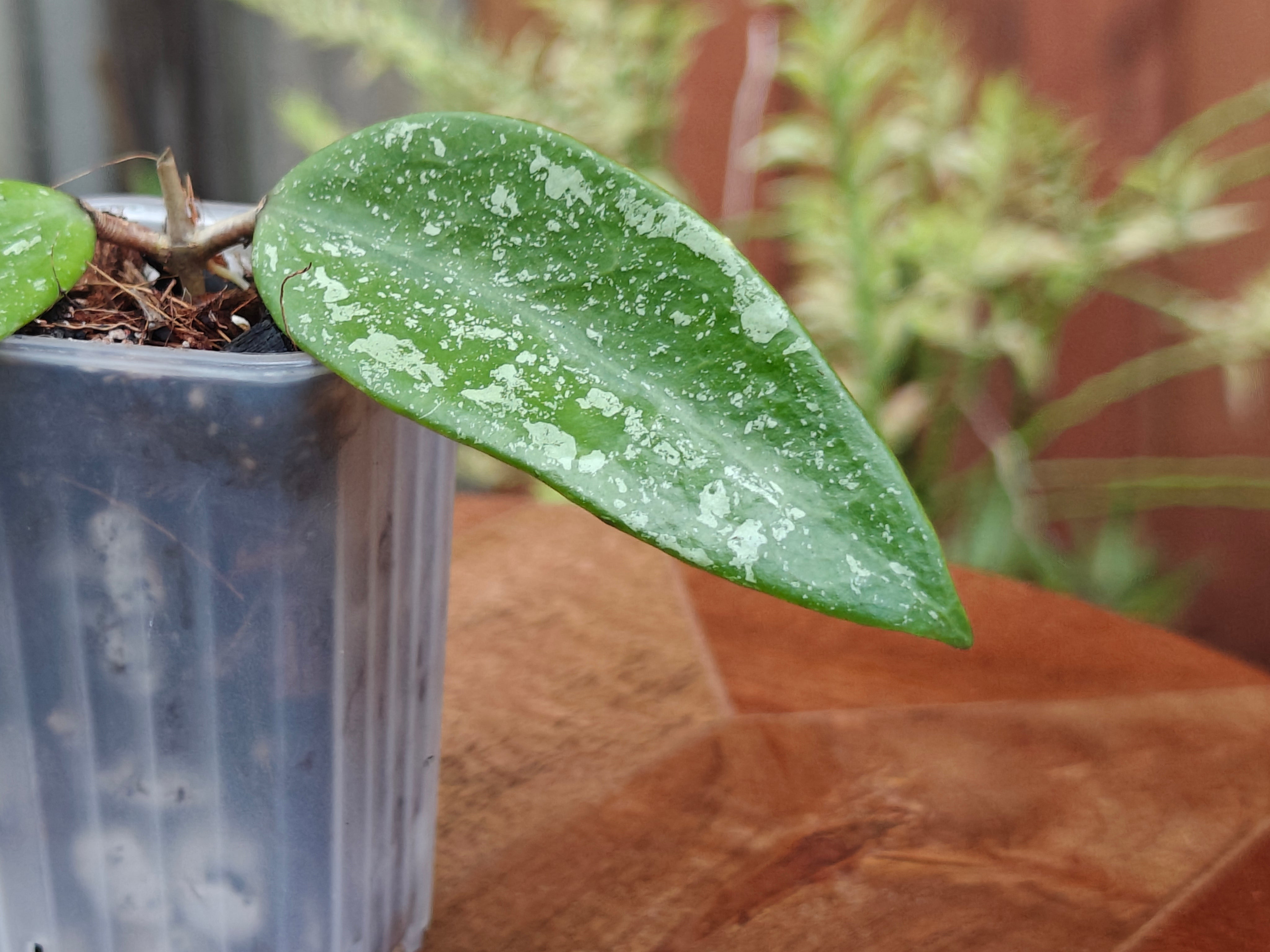 Hoya sp Sumatra – Plants Pots Nice