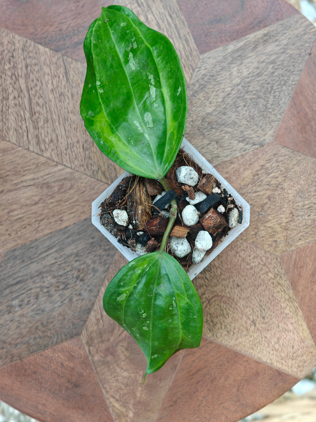 Hoya Latifolia 'Bai Bua'