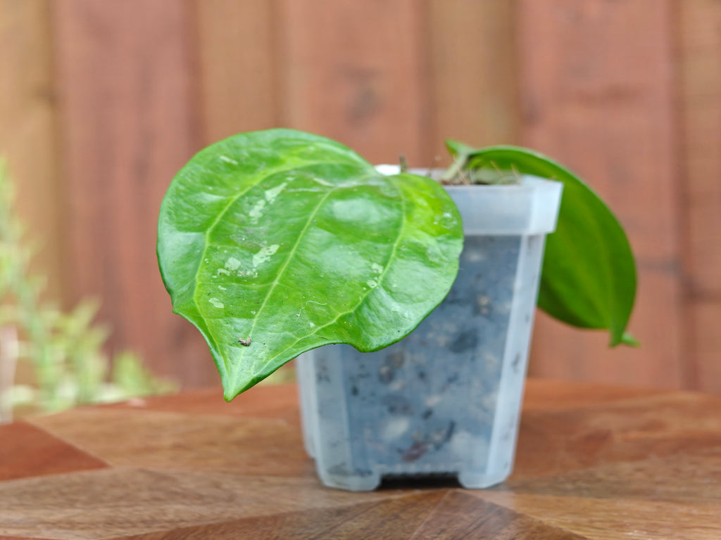 Hoya Latifolia 'Bai Bua'