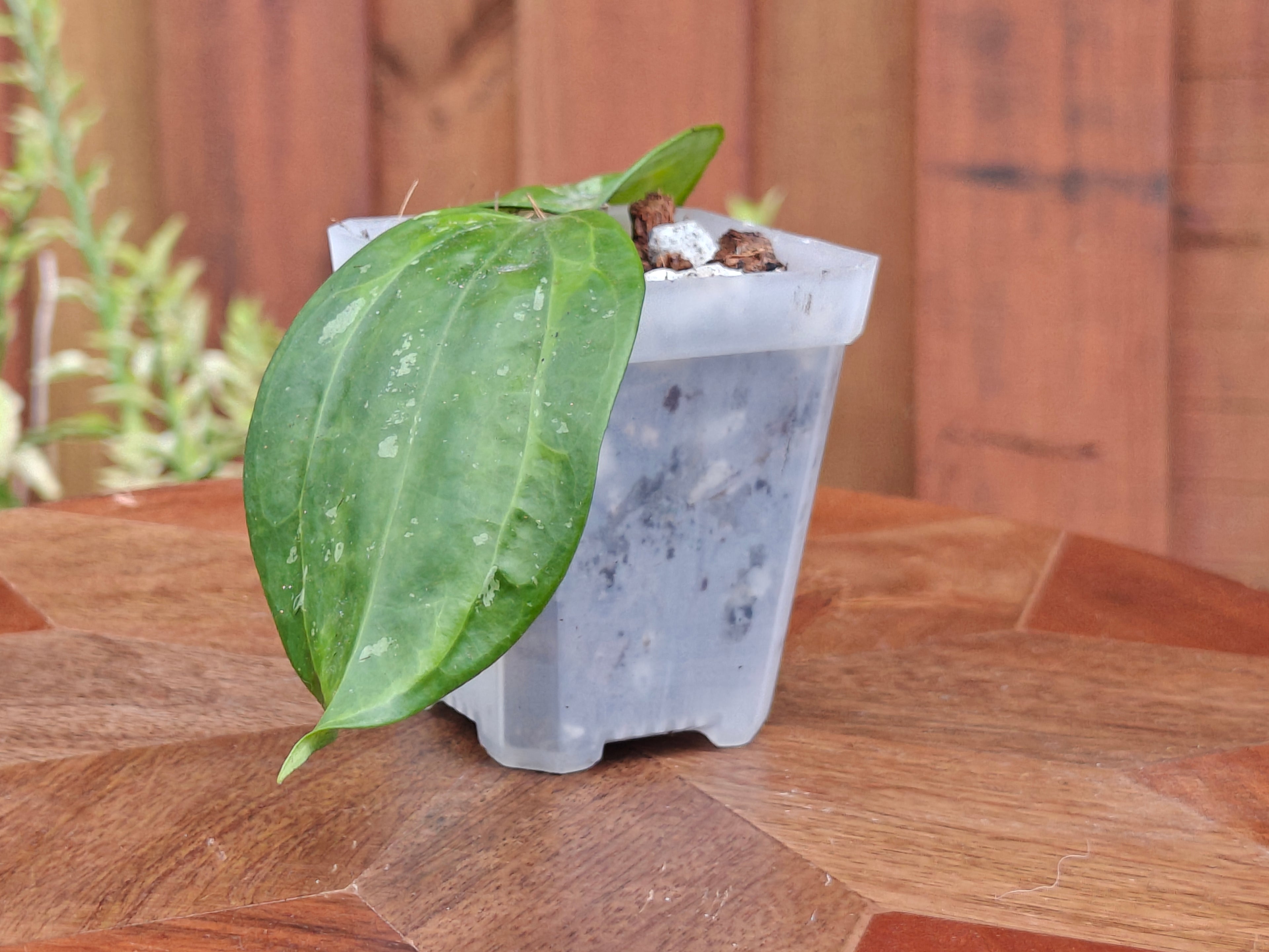 Hoya Latifolia 'Bai Bua'