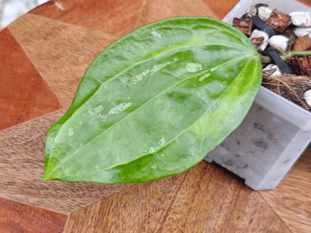 Hoya Latifolia 'Bai Bua'