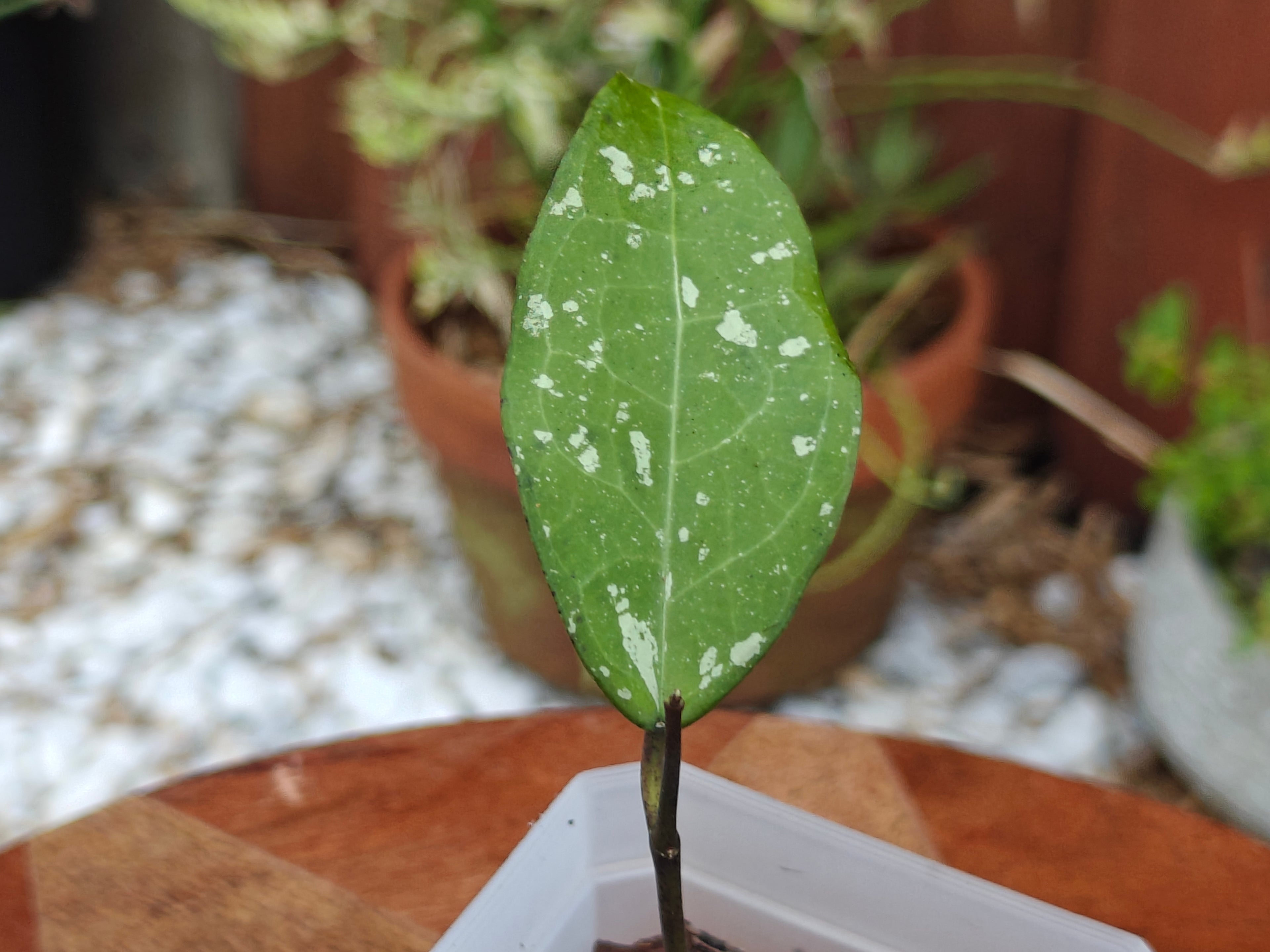 Hoya Bird of Paradise