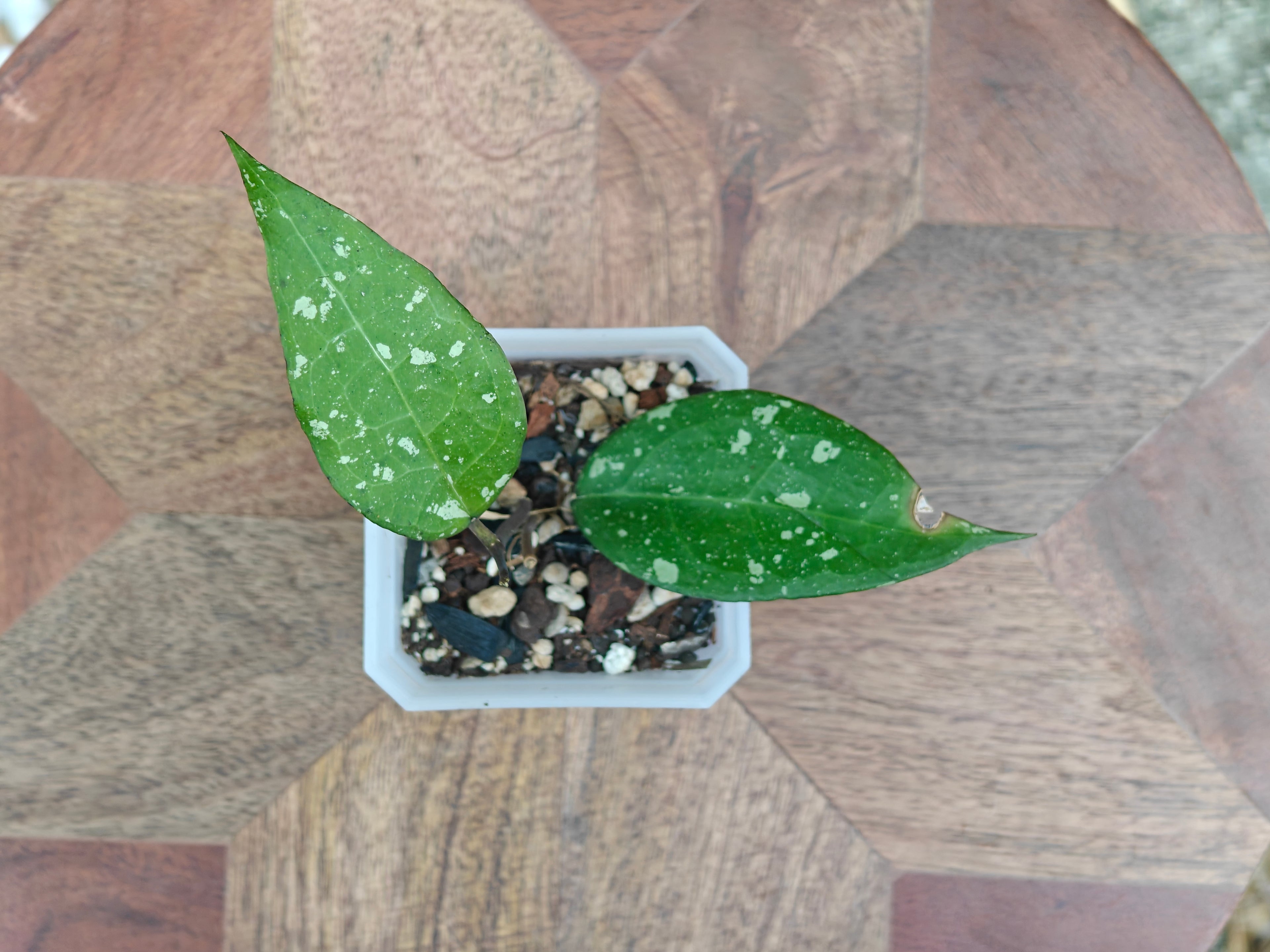 Hoya Bird of Paradise