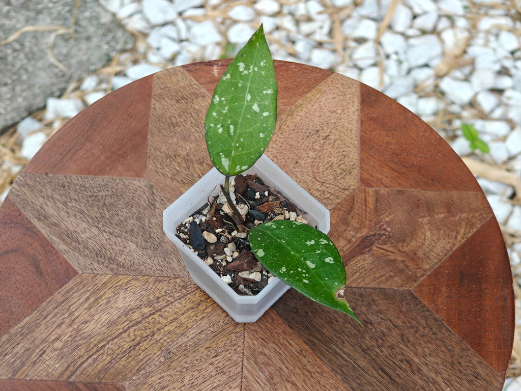 Hoya Bird of Paradise