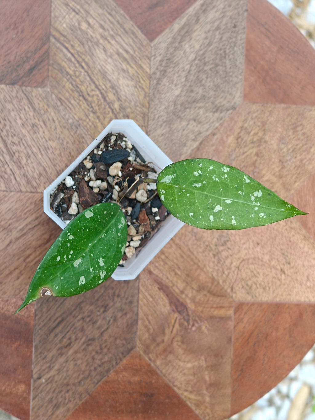 Hoya Bird of Paradise