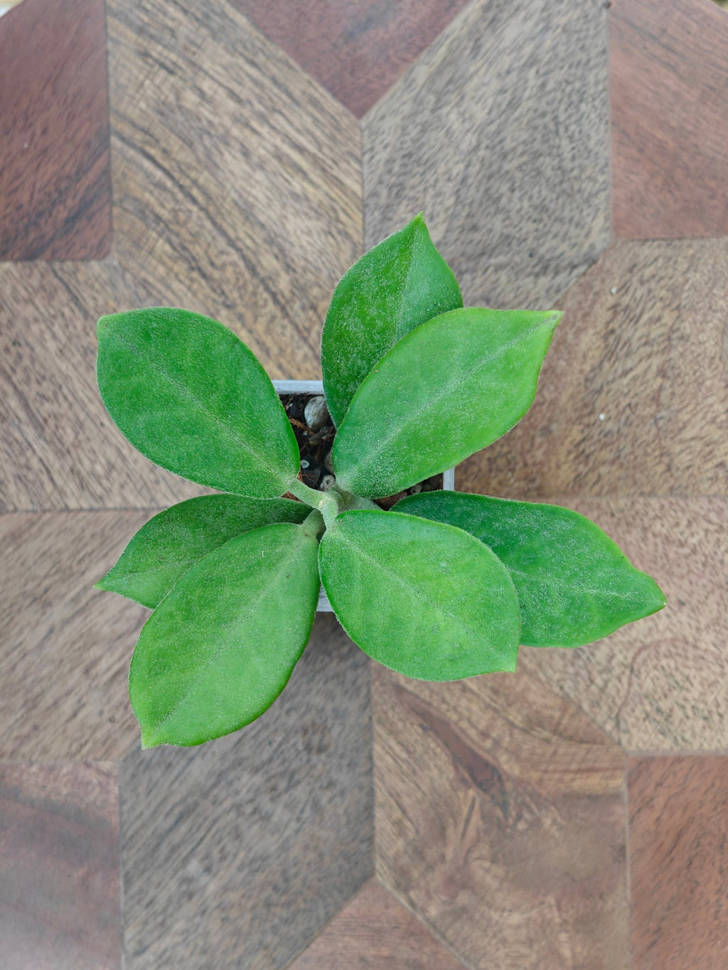 Hoya Australis ssp. keysii