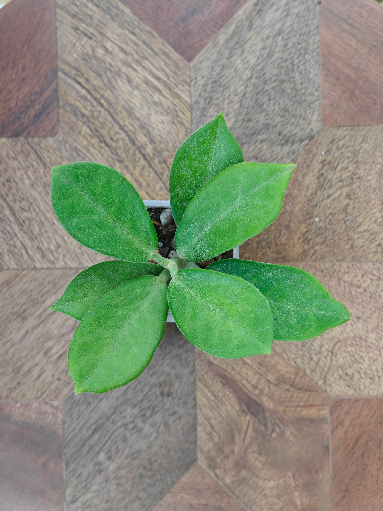 Hoya Australis ssp. keysii