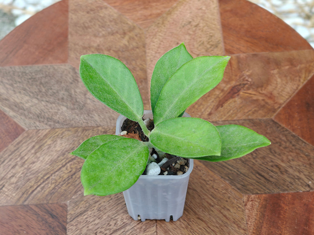 Hoya Australis ssp. keysii