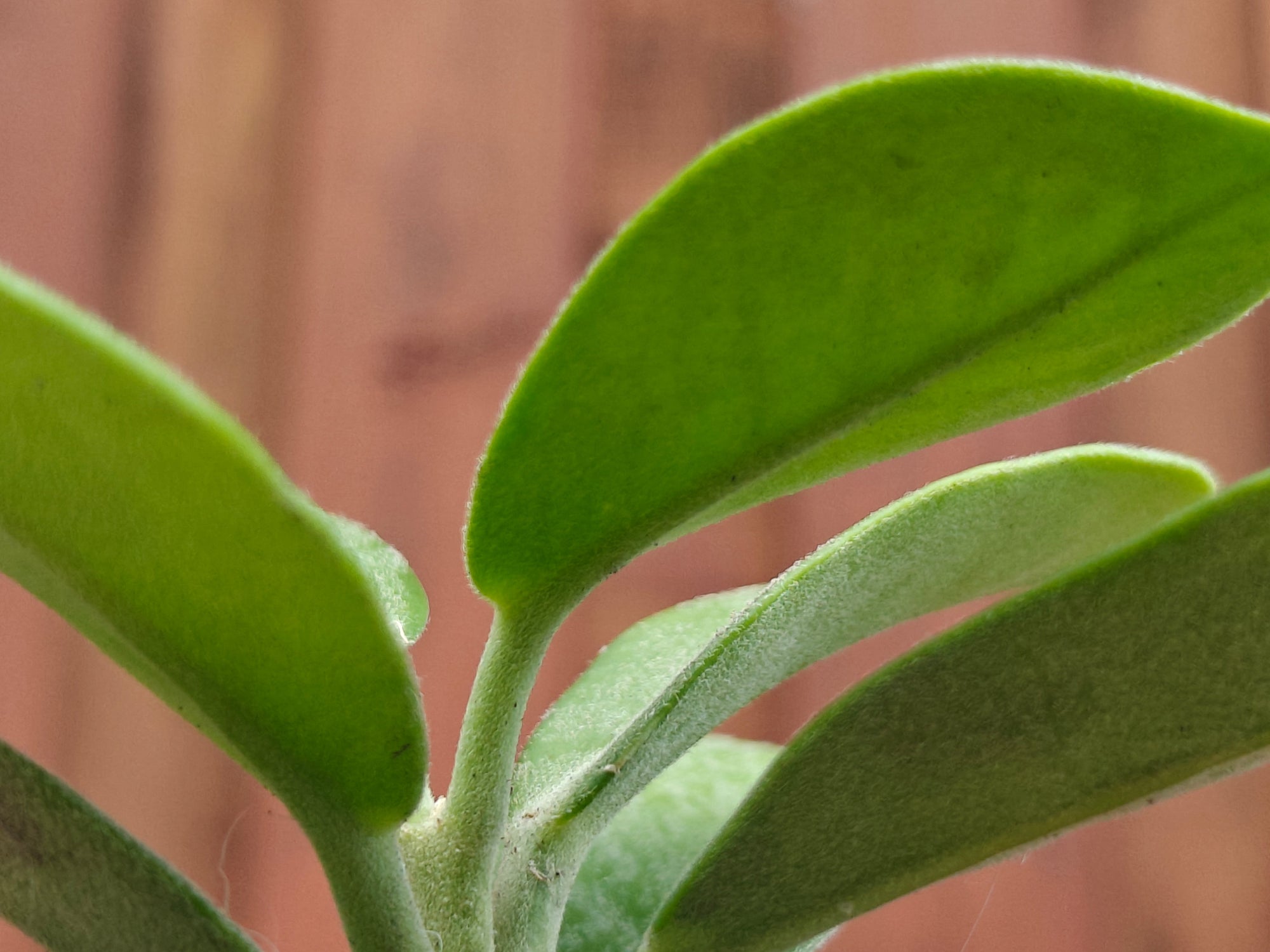 Hoya Australis ssp. keysii