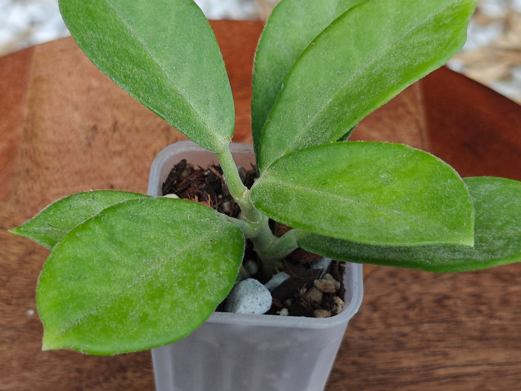 Hoya Australis ssp. keysii