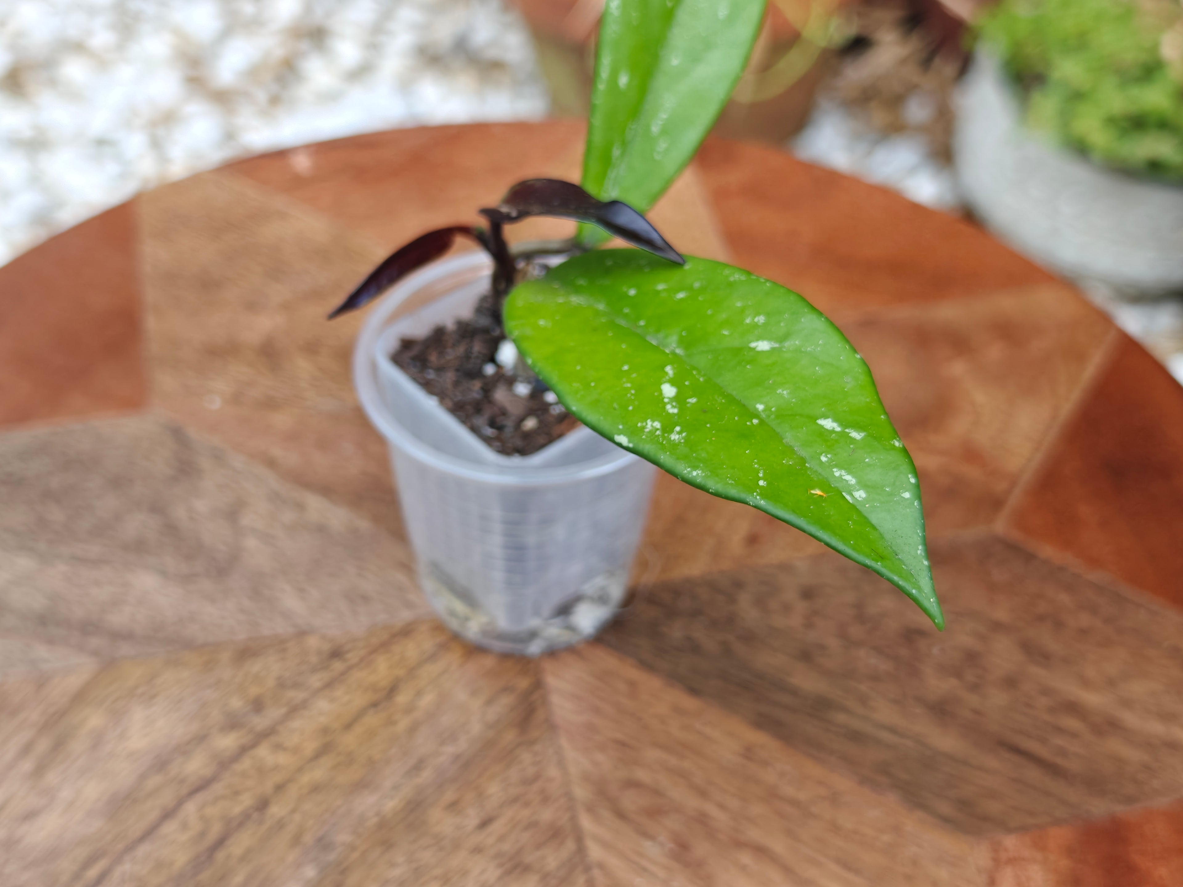 Hoya Pubicalyx Splash