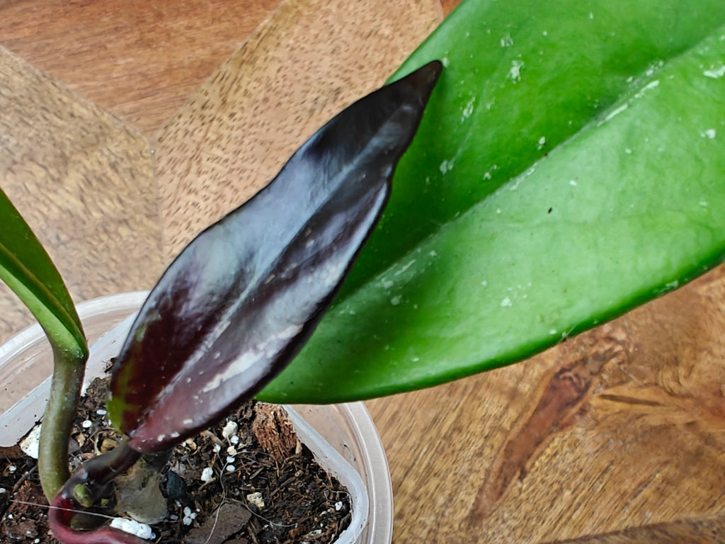 Hoya Pubicalyx Splash