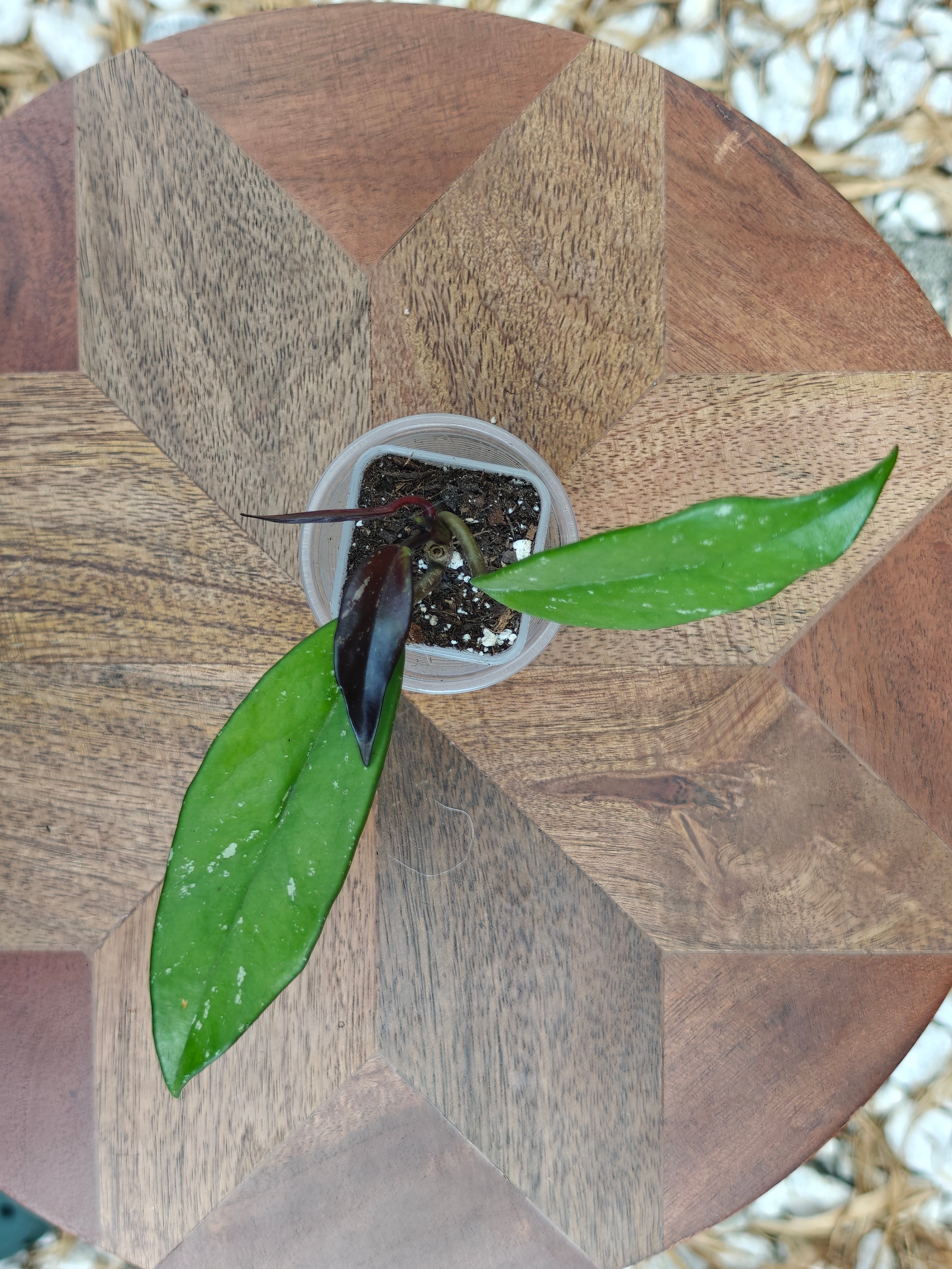 Hoya Pubicalyx Splash