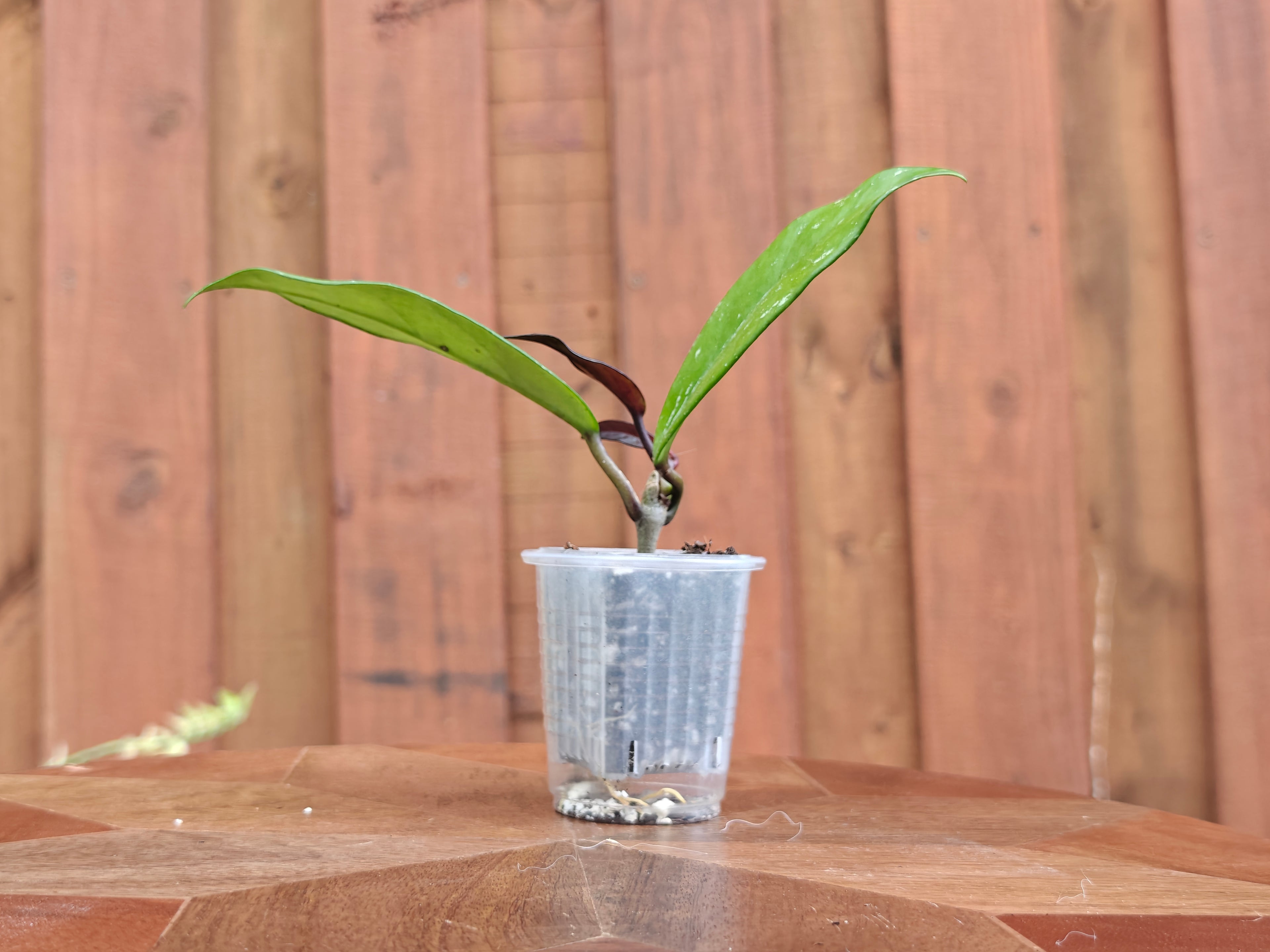 Hoya Pubicalyx Splash
