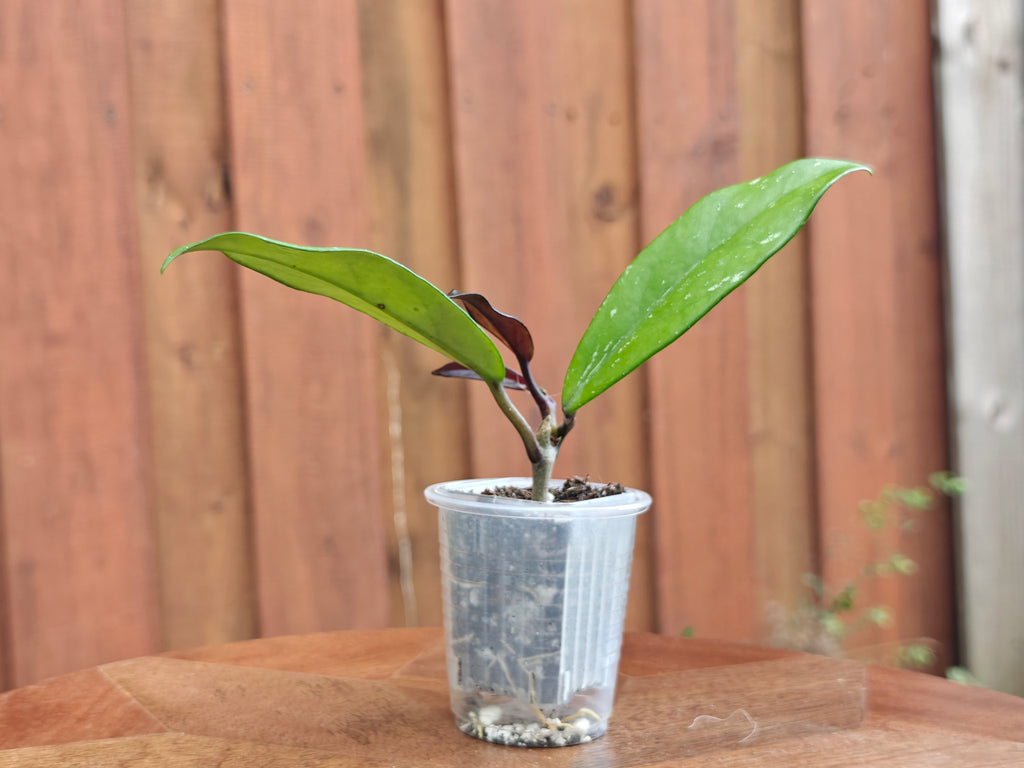 Hoya Pubicalyx Splash