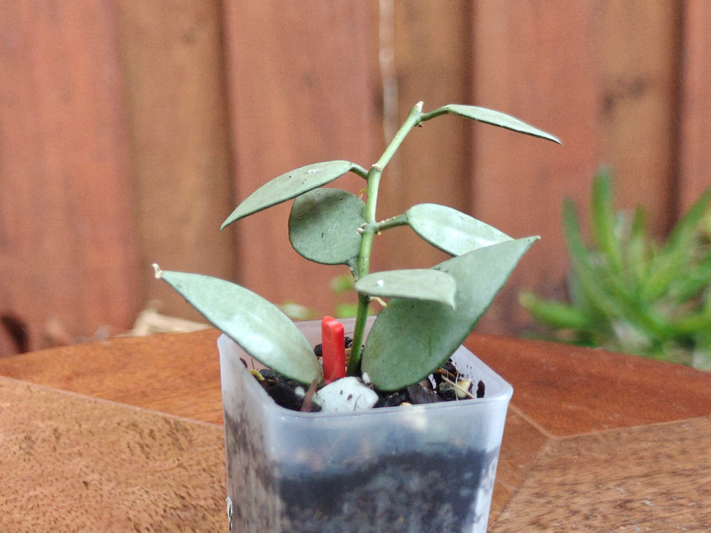 Hoya Lacunosa 'Louisa's silver'