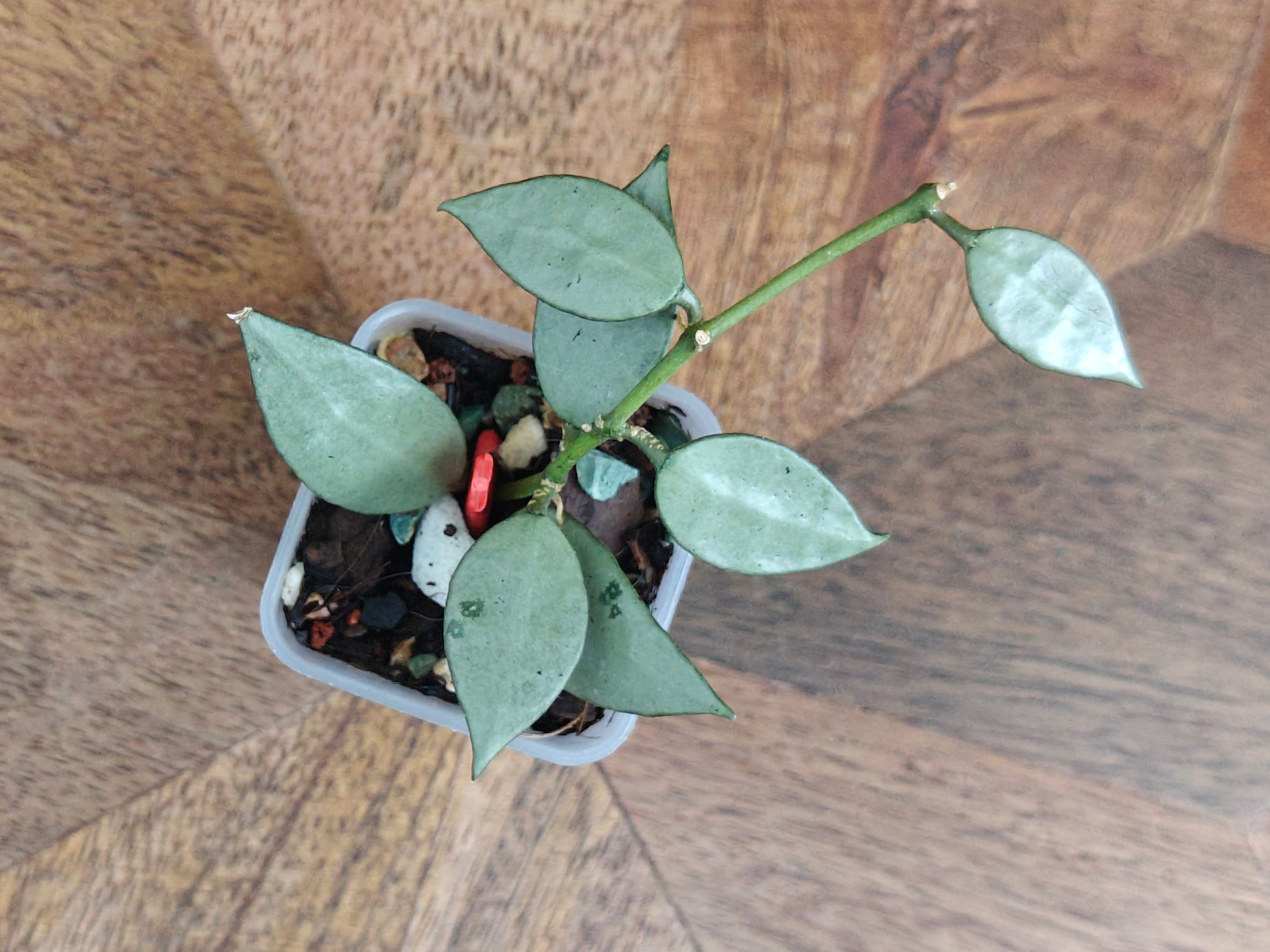 Hoya Lacunosa 'Louisa's silver'