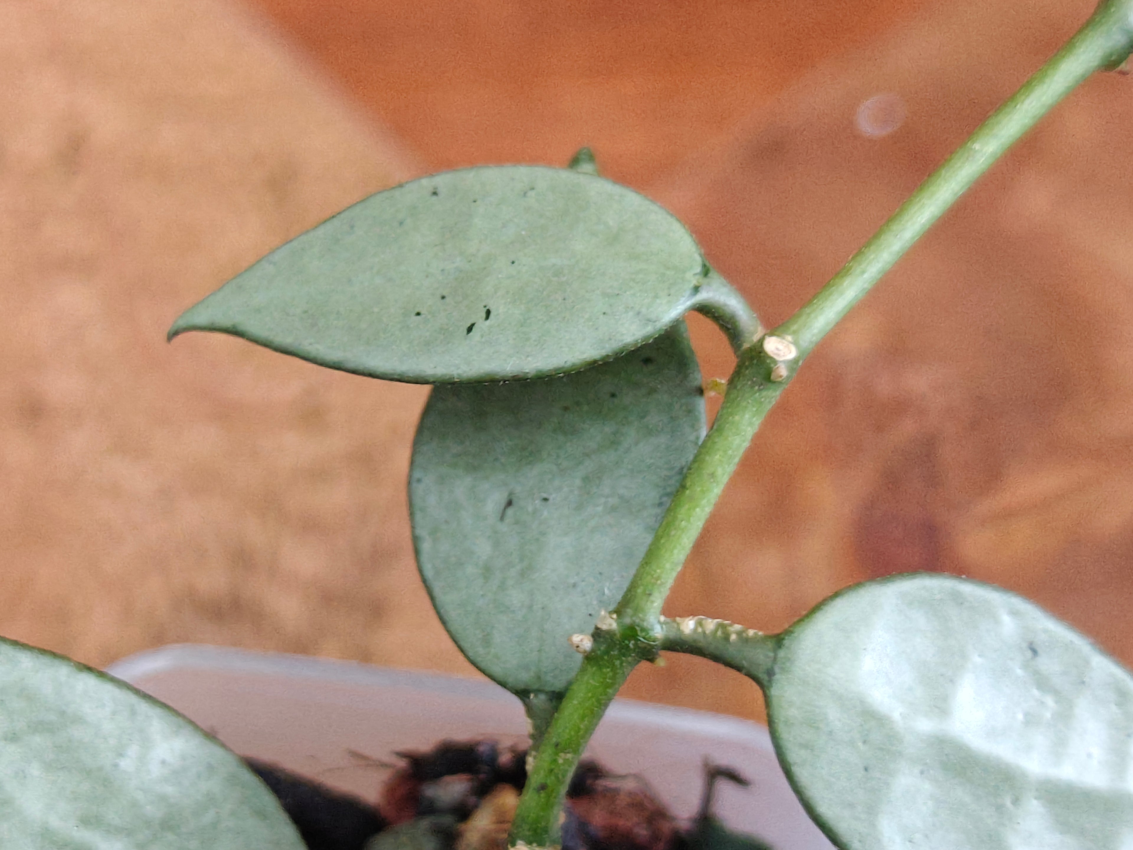 Hoya Lacunosa 'Louisa's silver'
