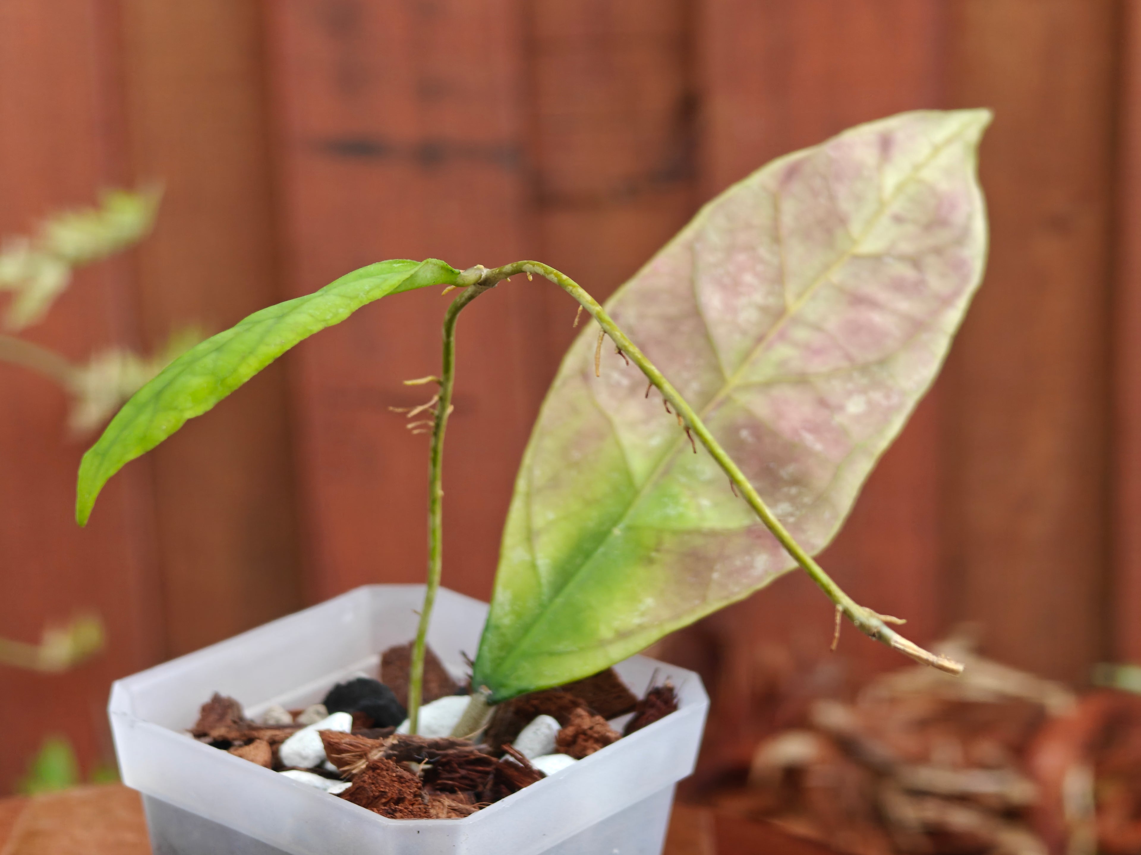 Hoya Perak Teddy Bear