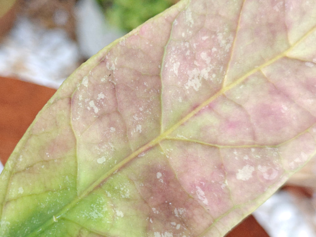 Hoya Perak Teddy Bear