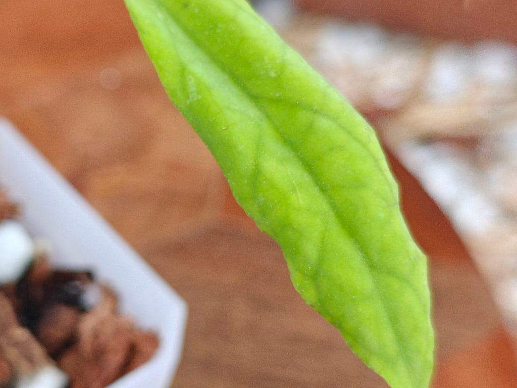 Hoya Perak Teddy Bear