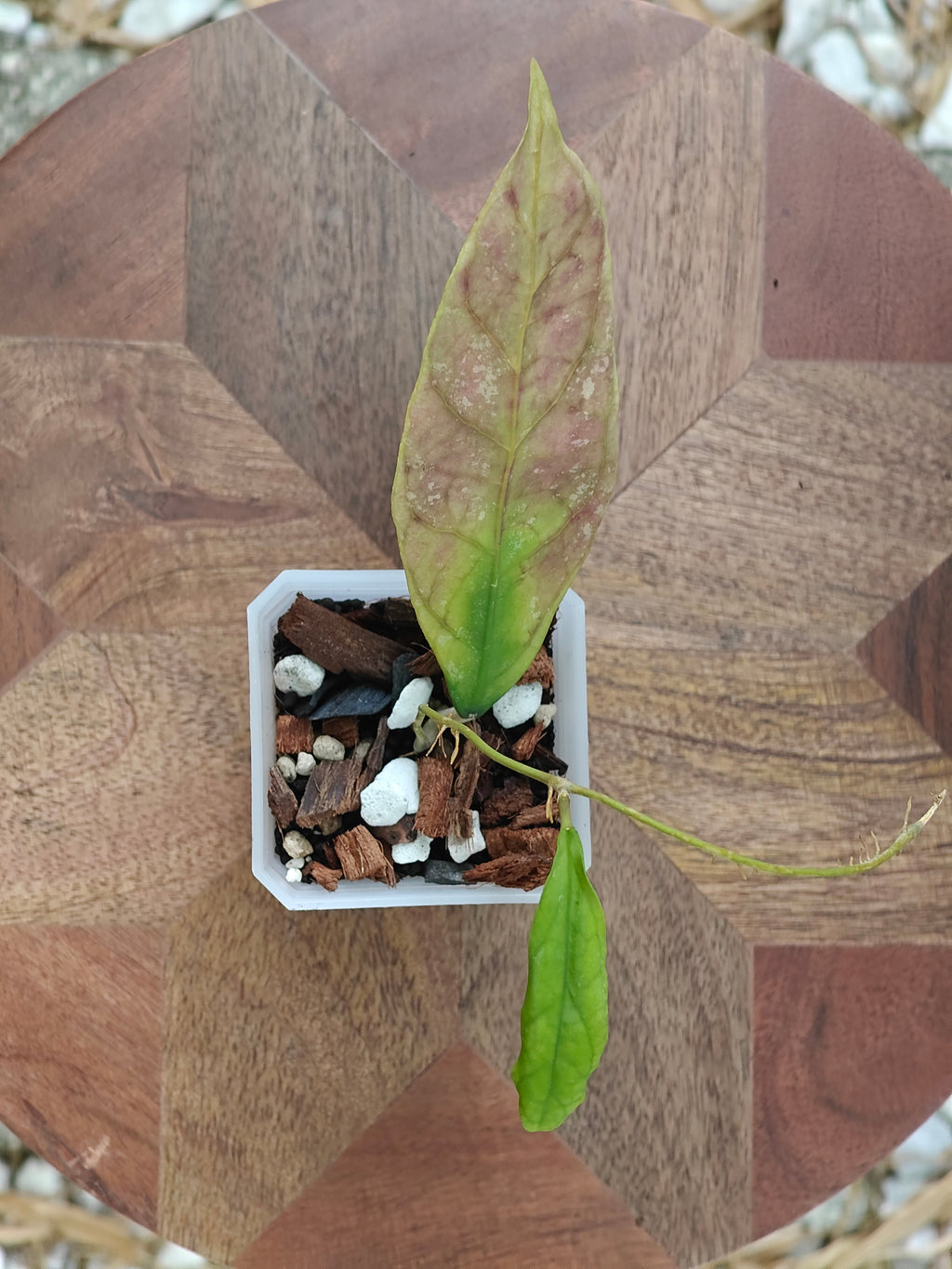 Hoya Perak Teddy Bear