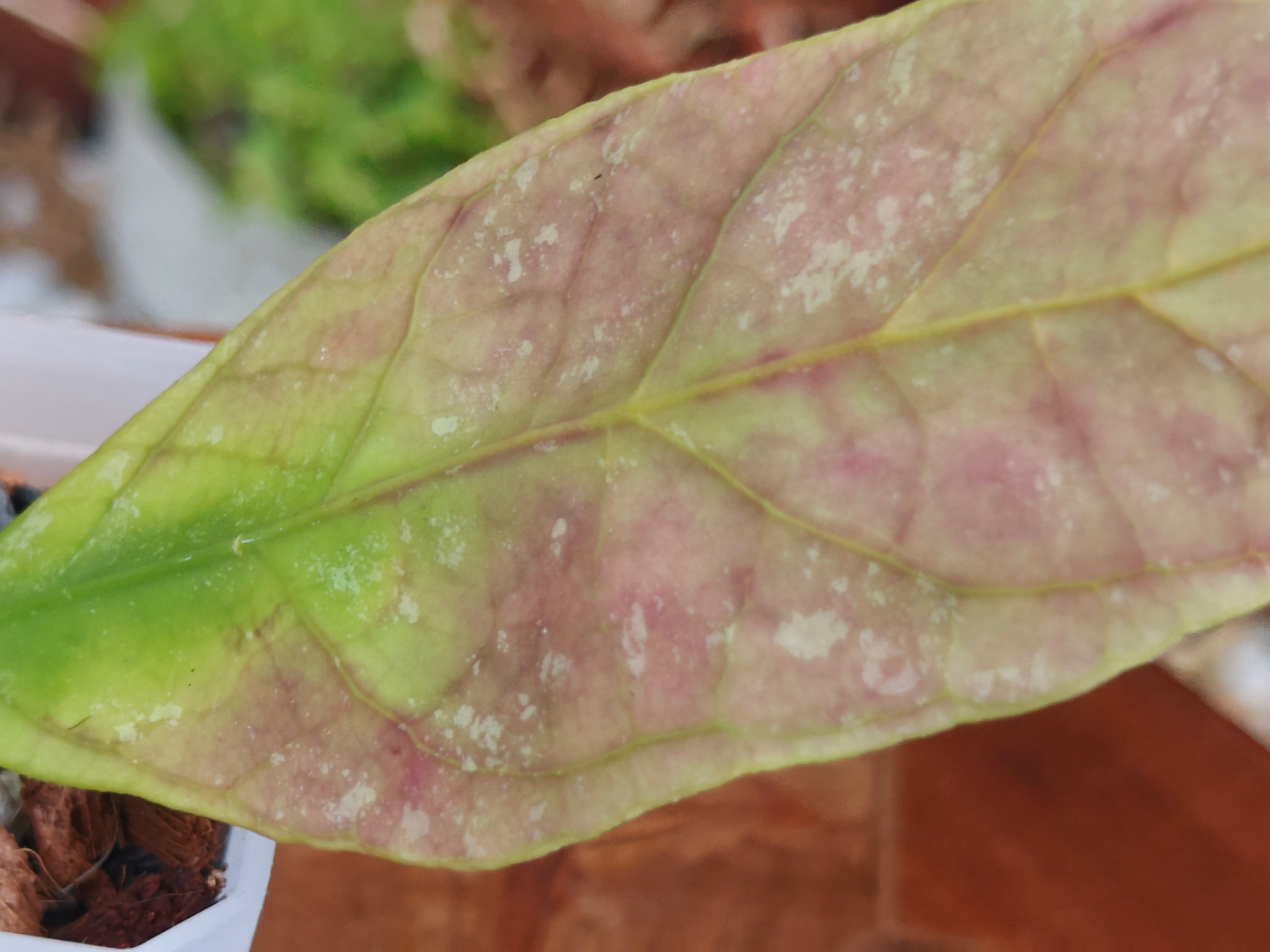 Hoya Perak Teddy Bear