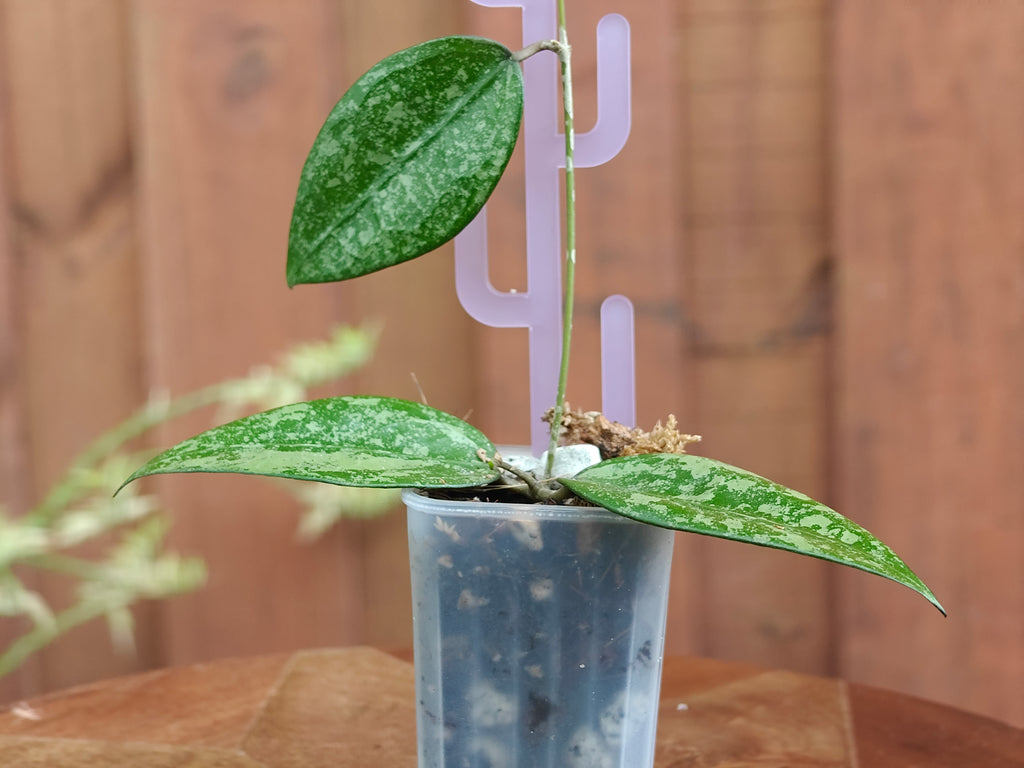 Hoya Verticillata 'Black Margin'