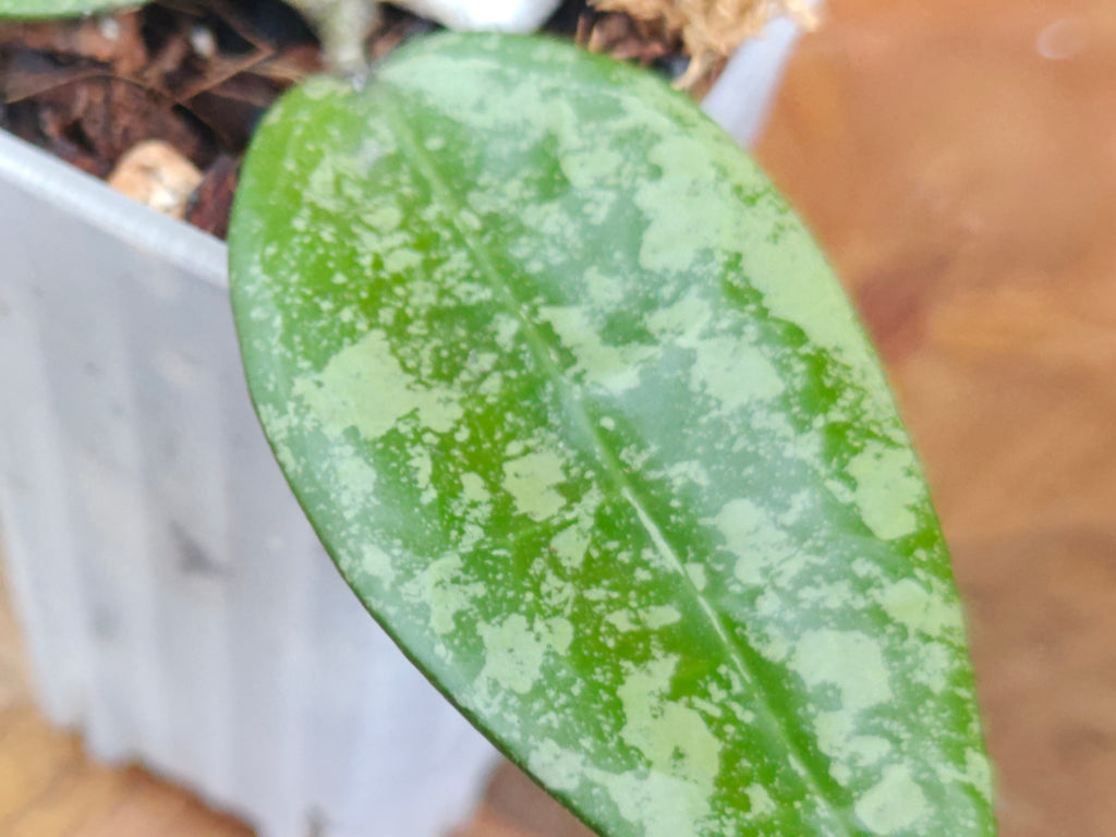 Hoya Verticillata 'Black Margin'