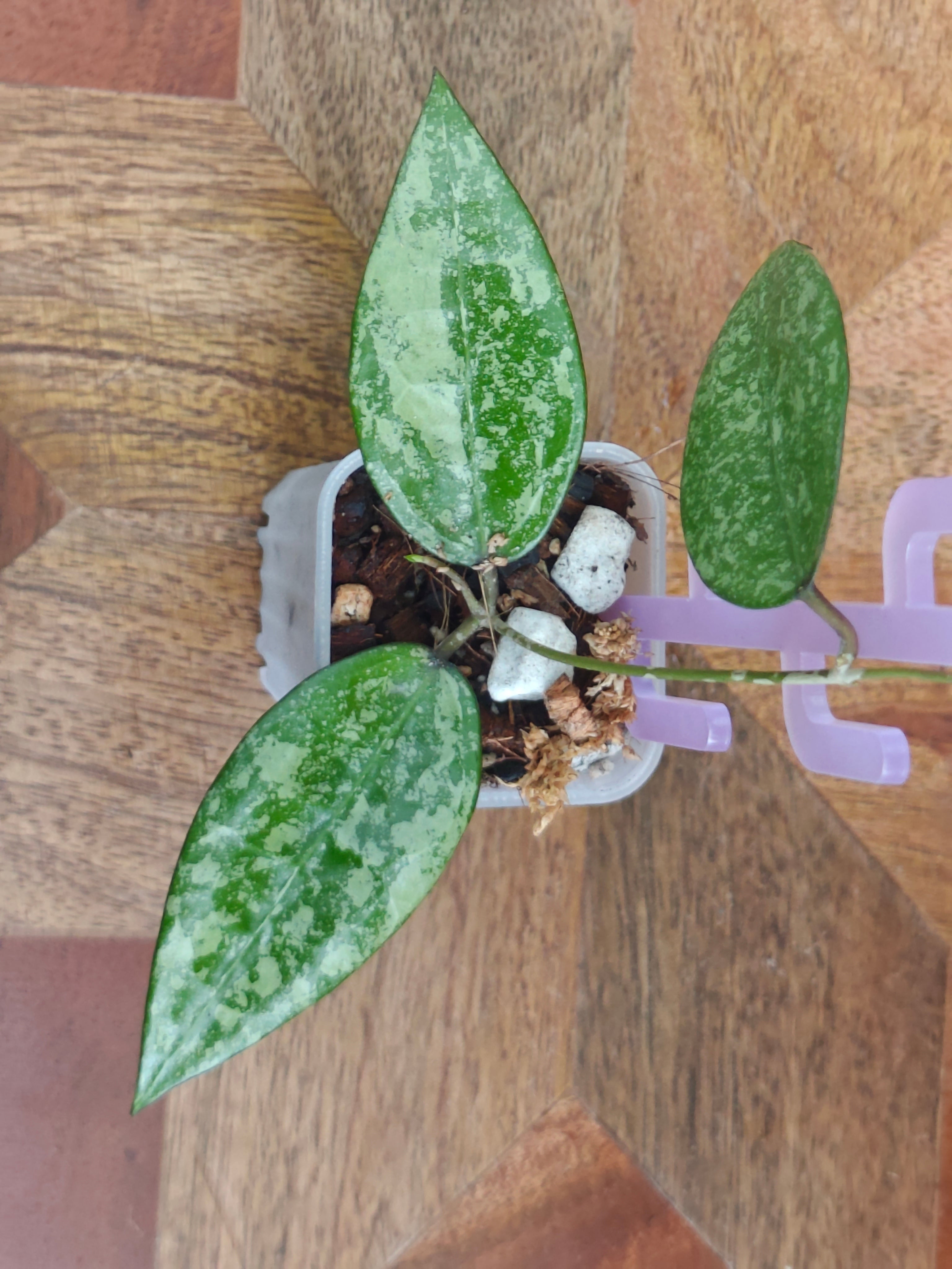 Hoya Verticillata 'Black Margin'