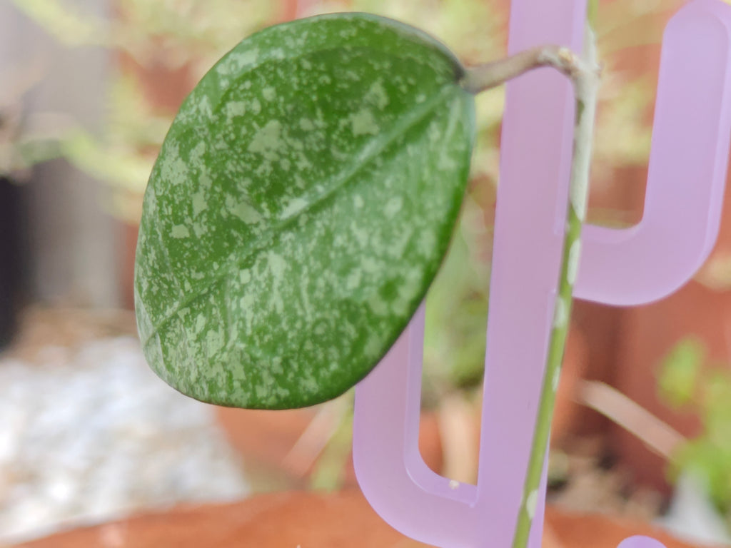 Hoya Verticillata 'Black Margin'