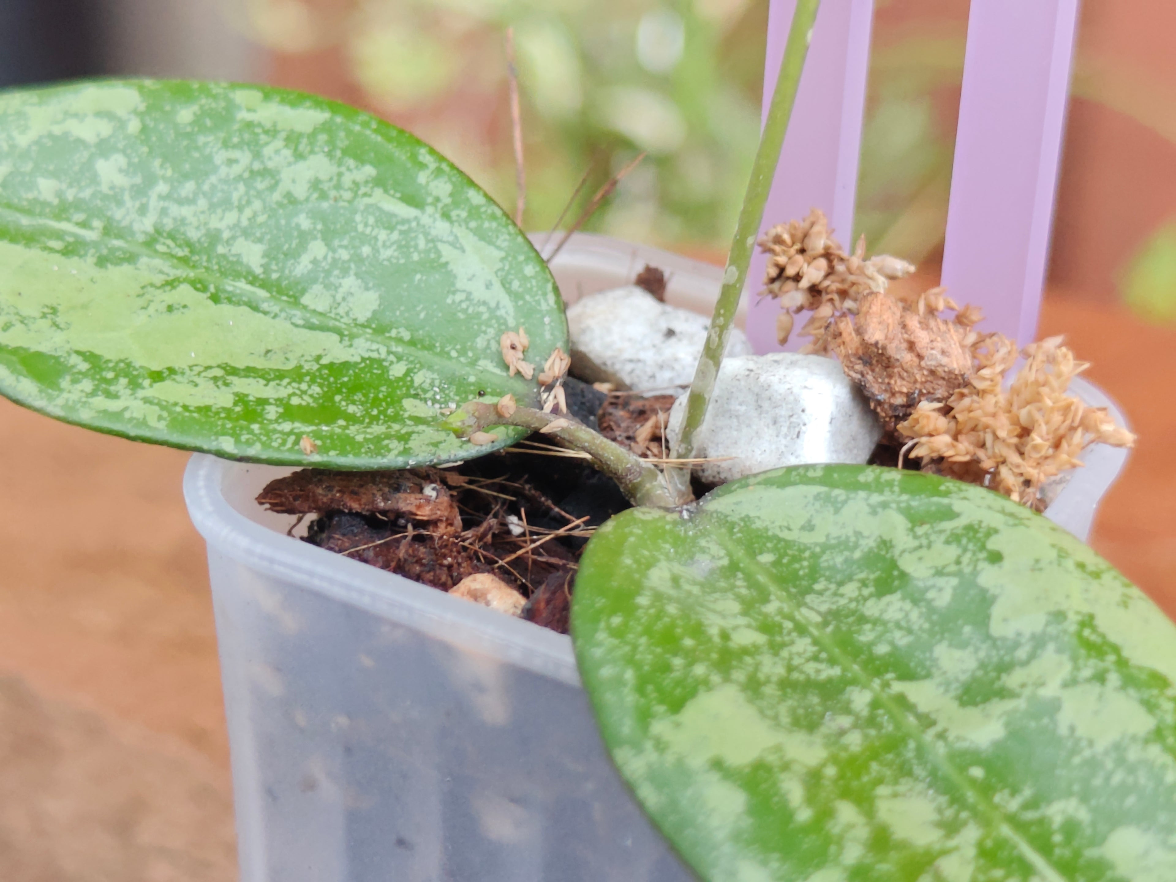Hoya Verticillata 'Black Margin'