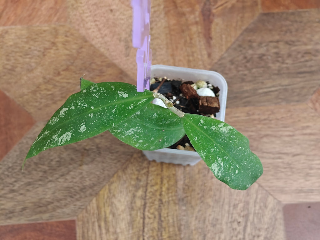 Hoya Kaikoeana splash