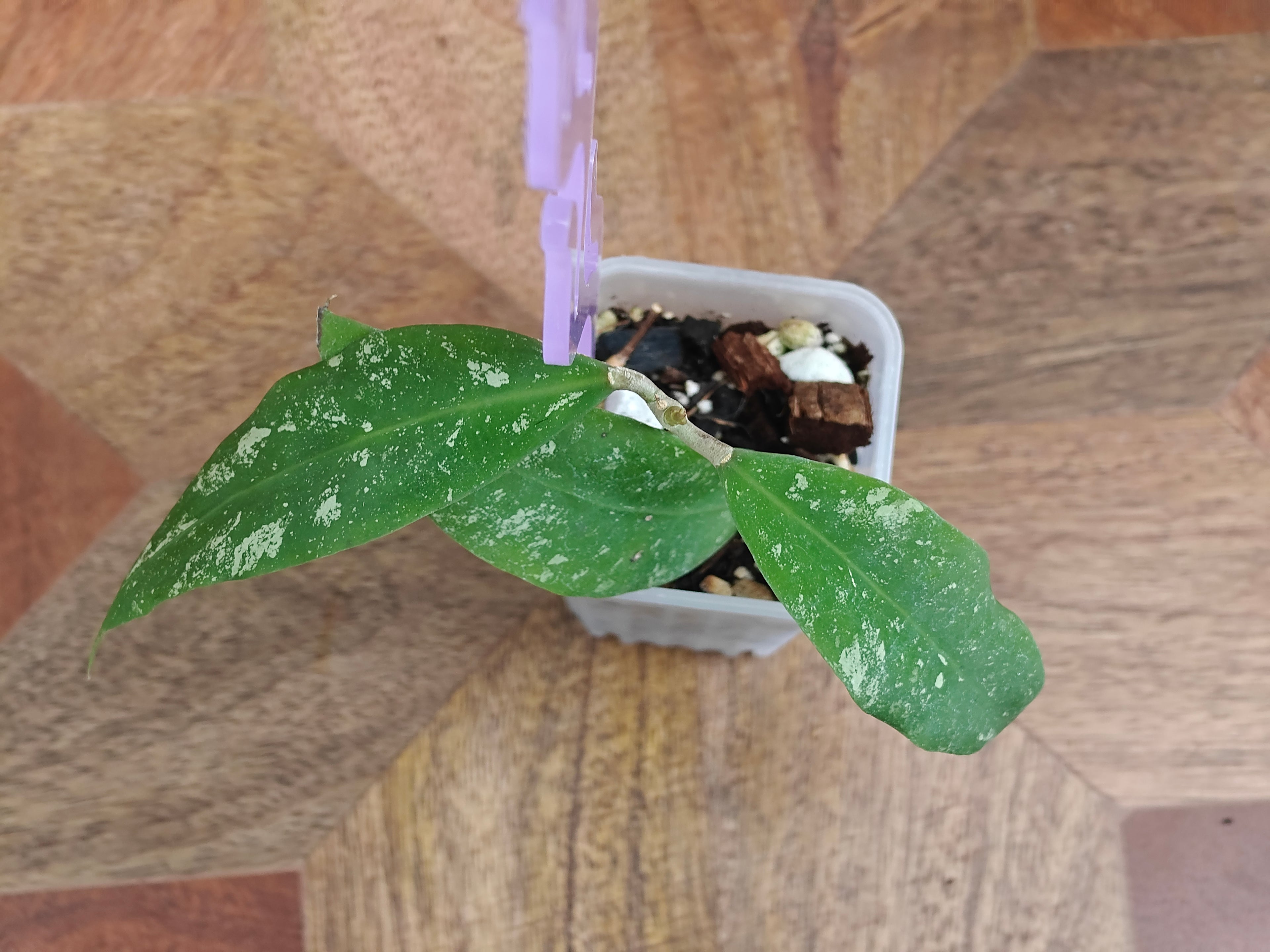 Hoya Kaikoeana splash