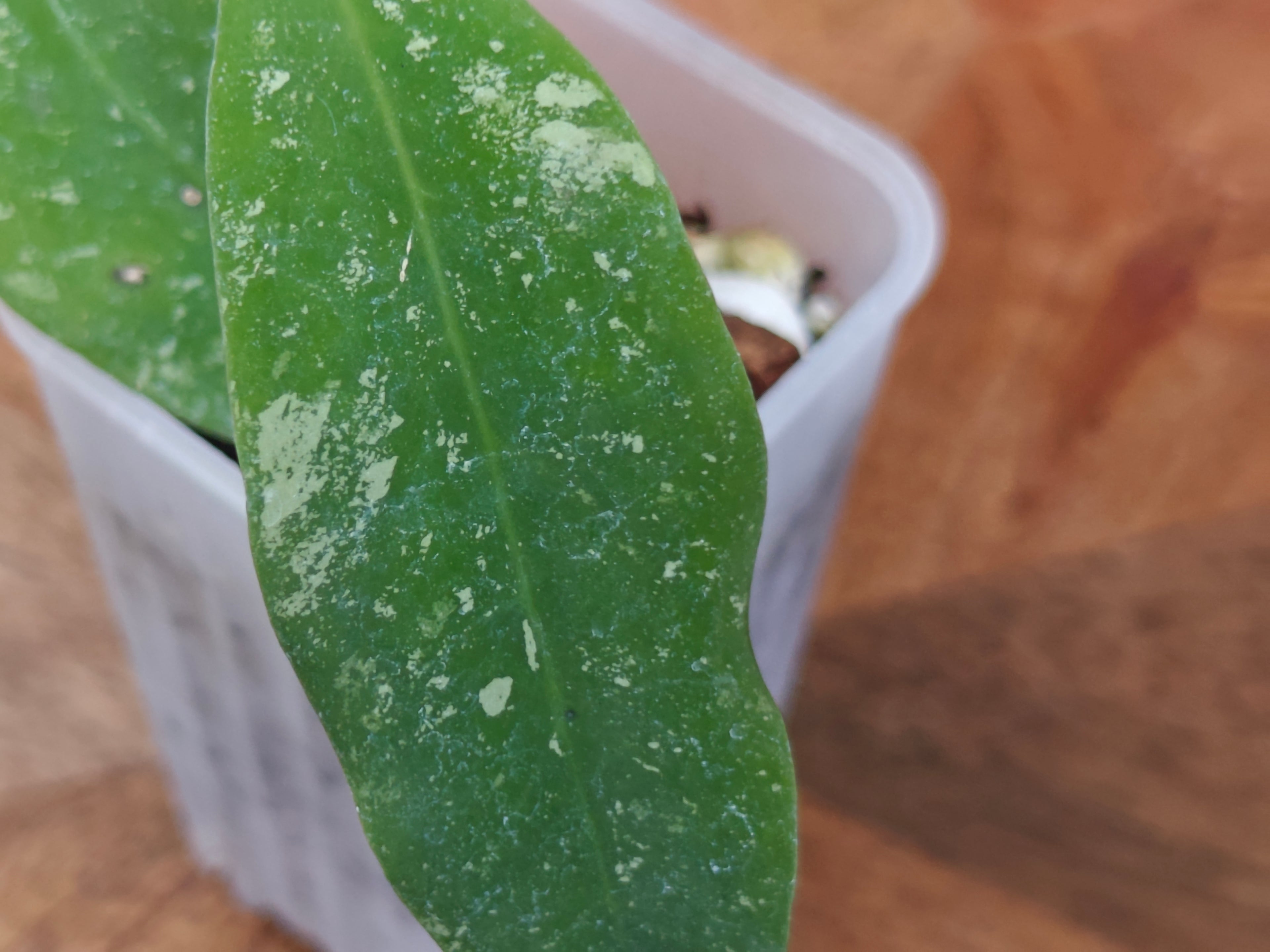 Hoya Kaikoeana splash