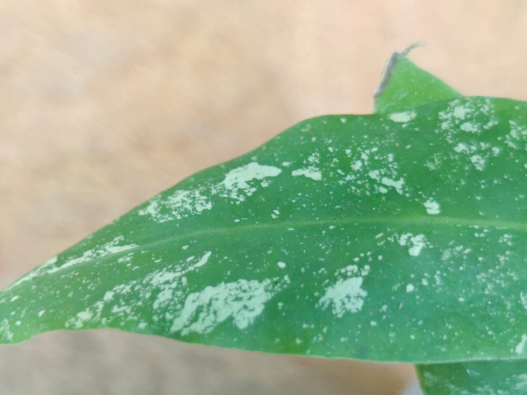 Hoya Kaikoeana splash