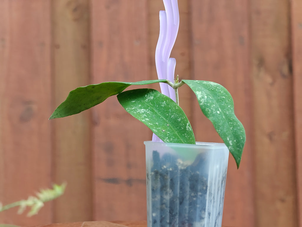 Hoya Kaikoeana splash