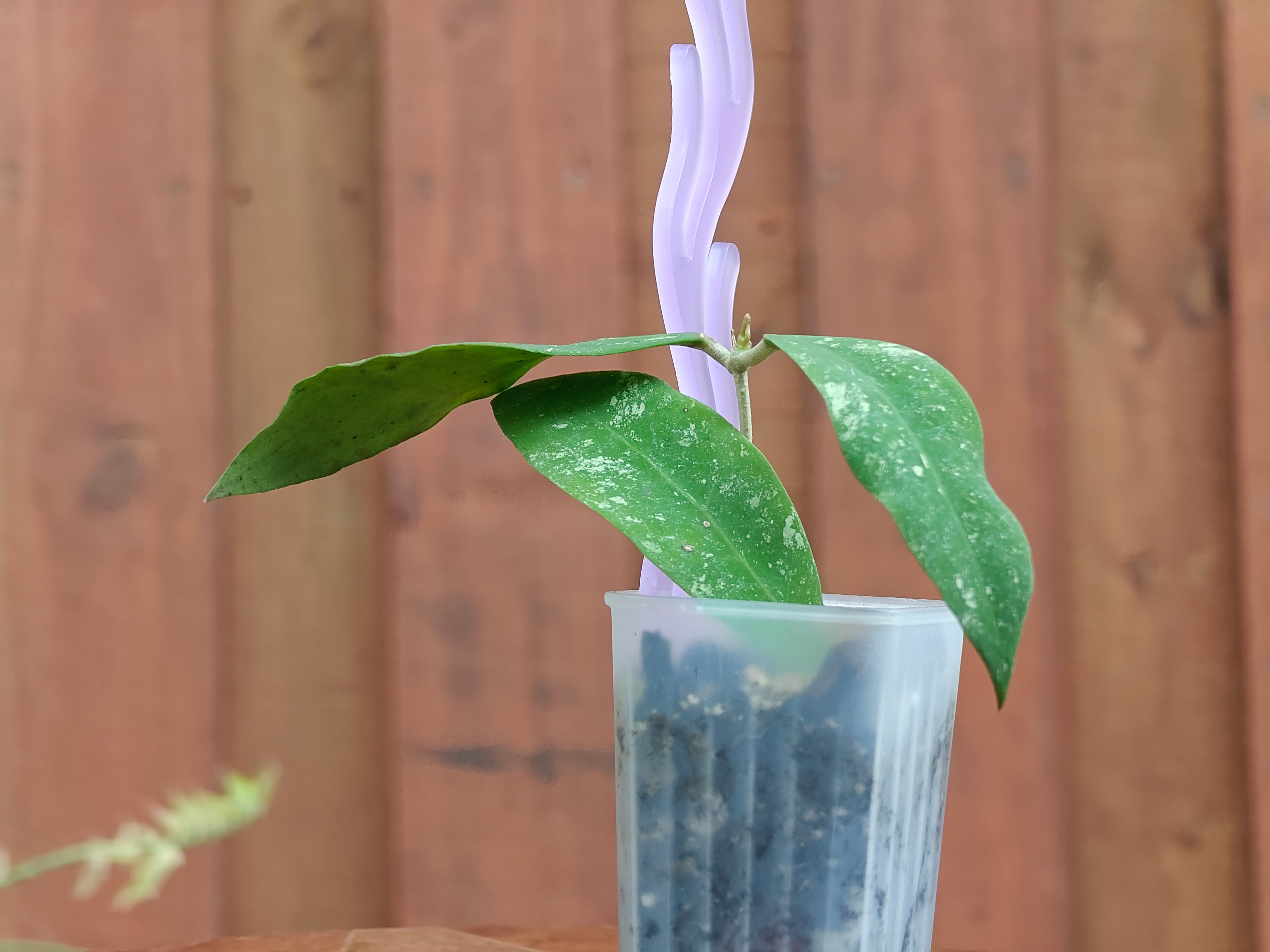 Hoya Kaikoeana splash