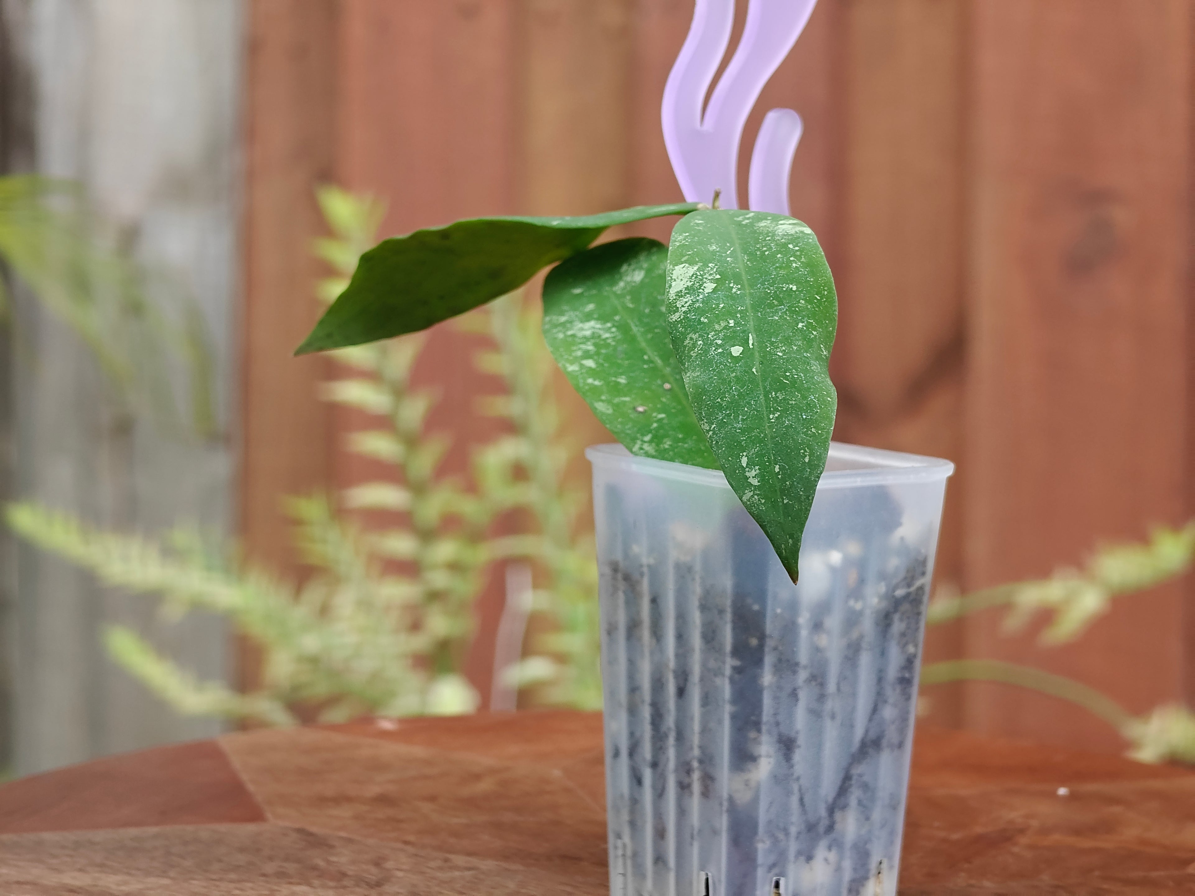 Hoya Kaikoeana splash