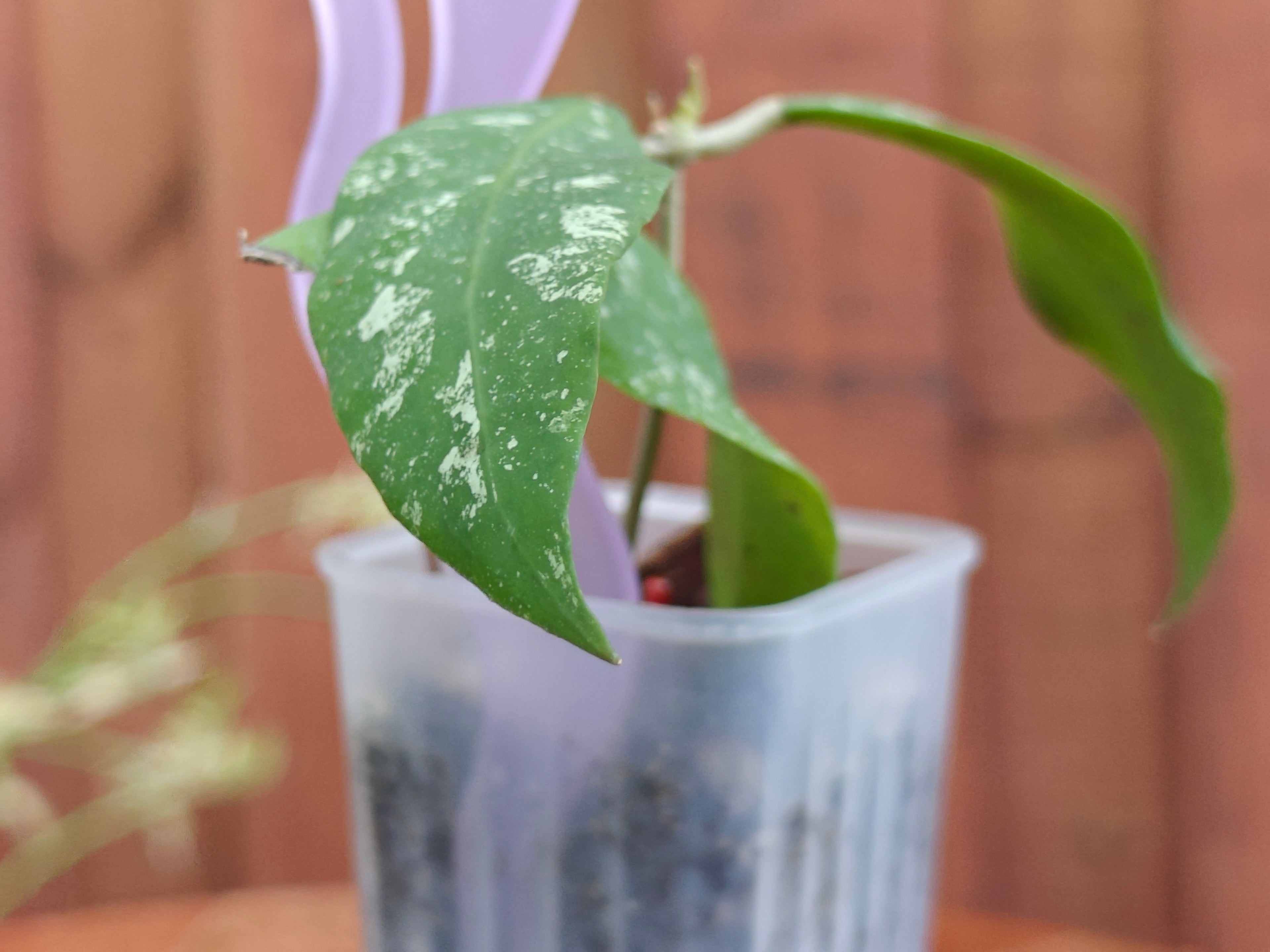 Hoya Kaikoeana splash