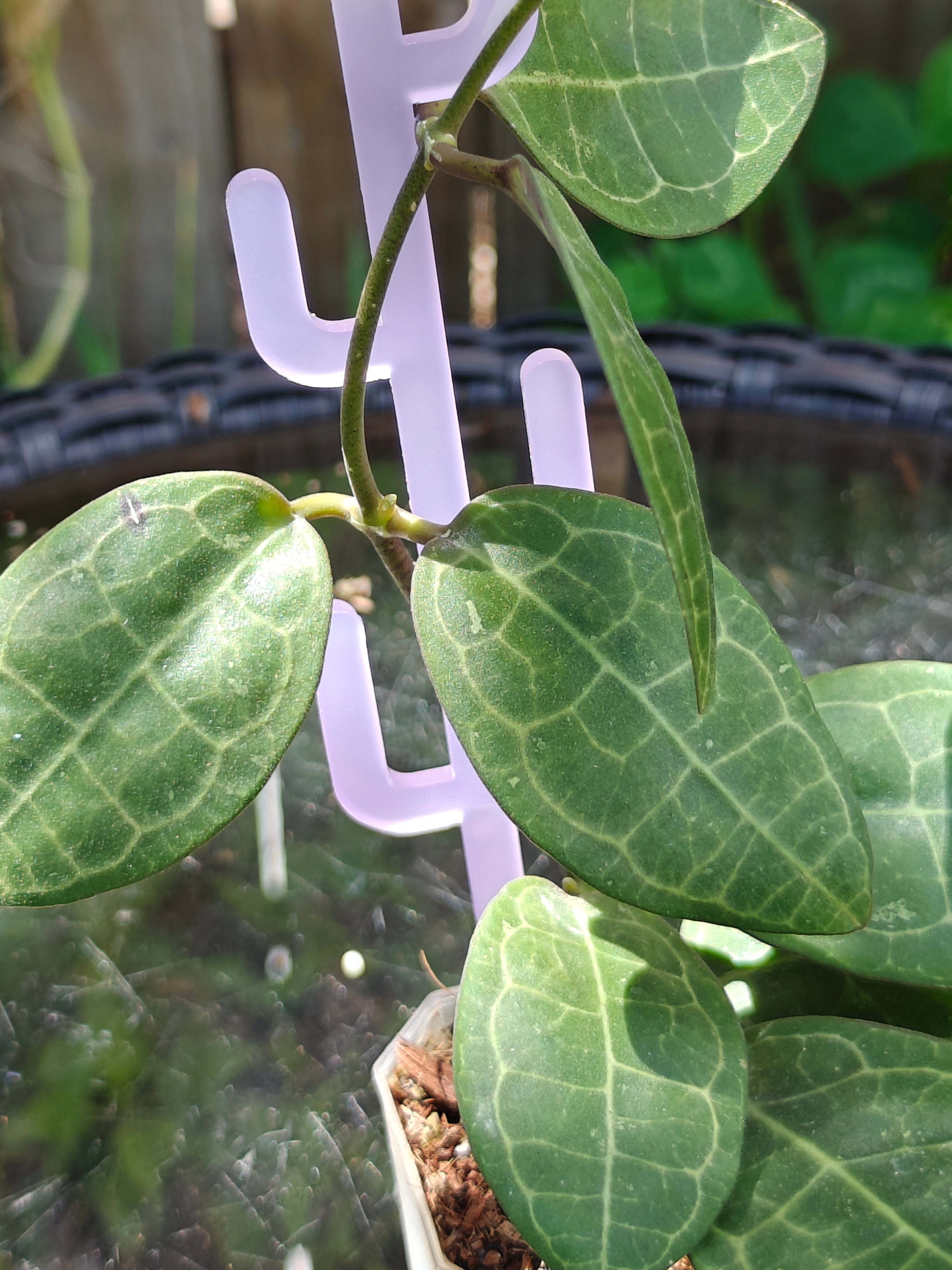Close-up of a lavender cactus shaped trellis on a green leafy hoya with a blurred background