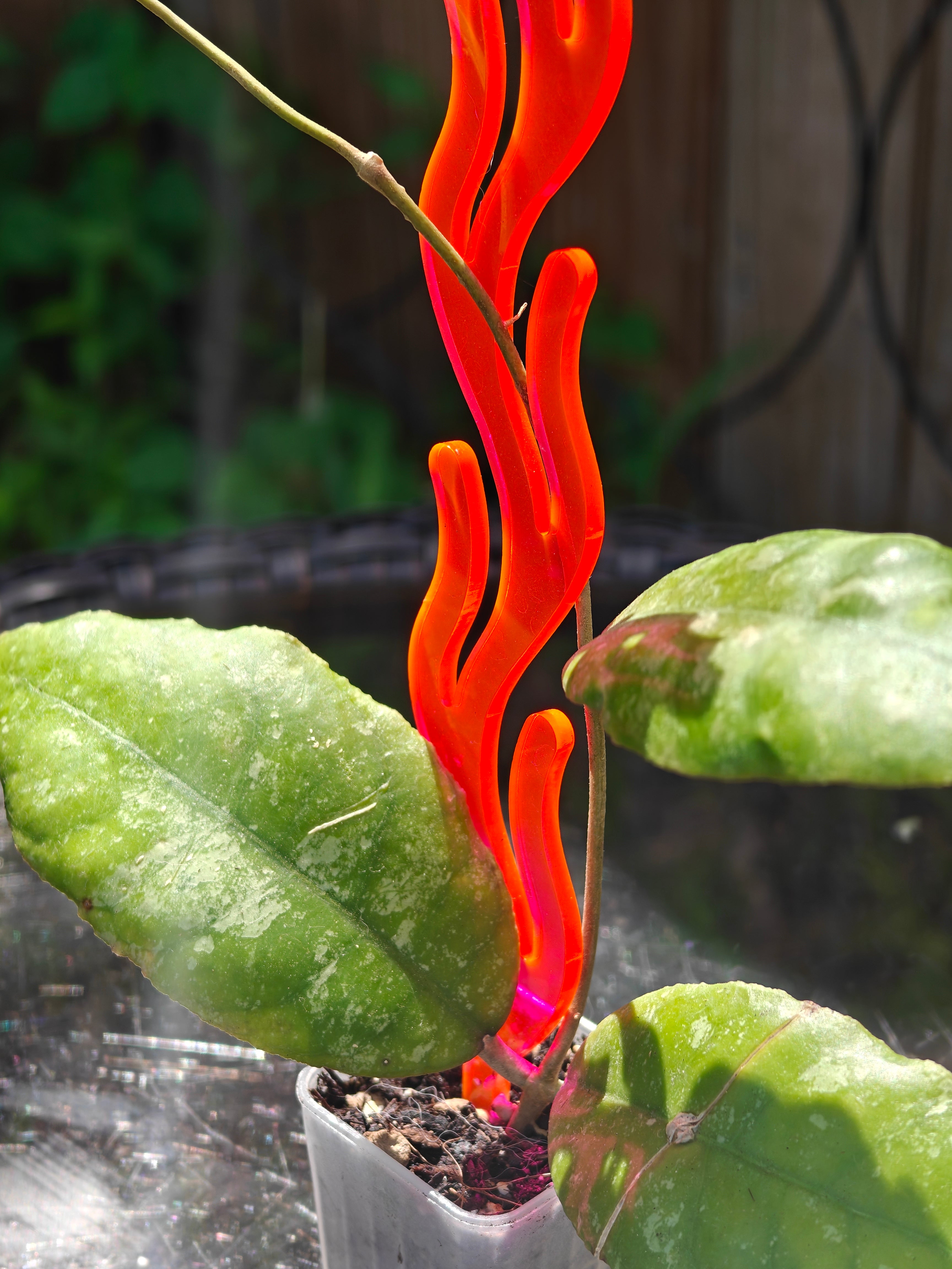 Potted hoya with a vibrant Neon Pink decorative stake against a blurred background