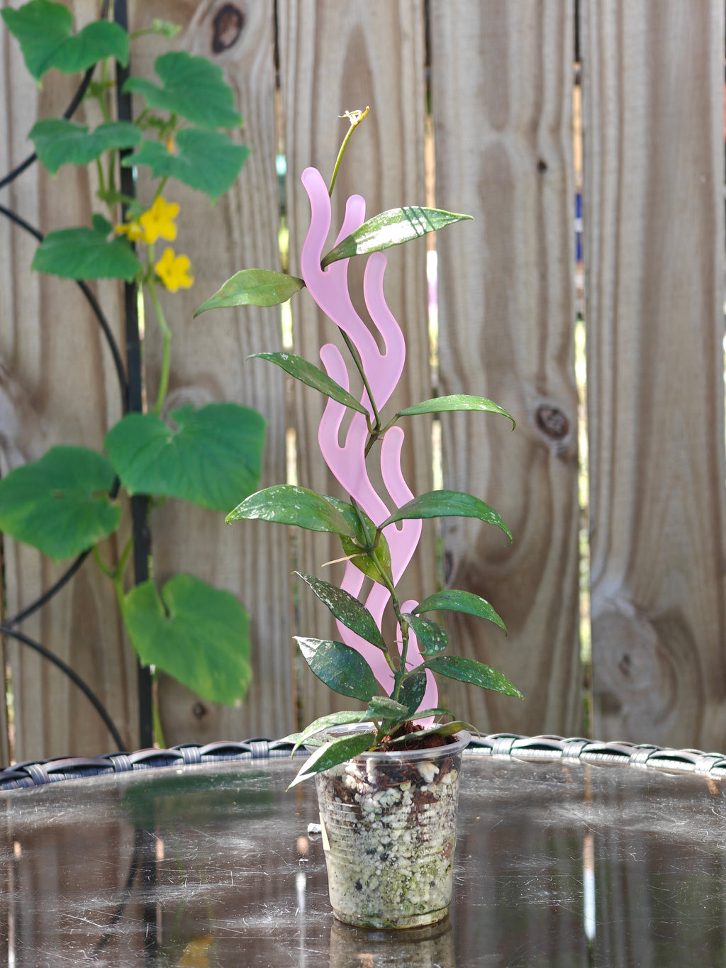 Potted plant with a pink acrylic coral inspired trellis against a wooden fence background